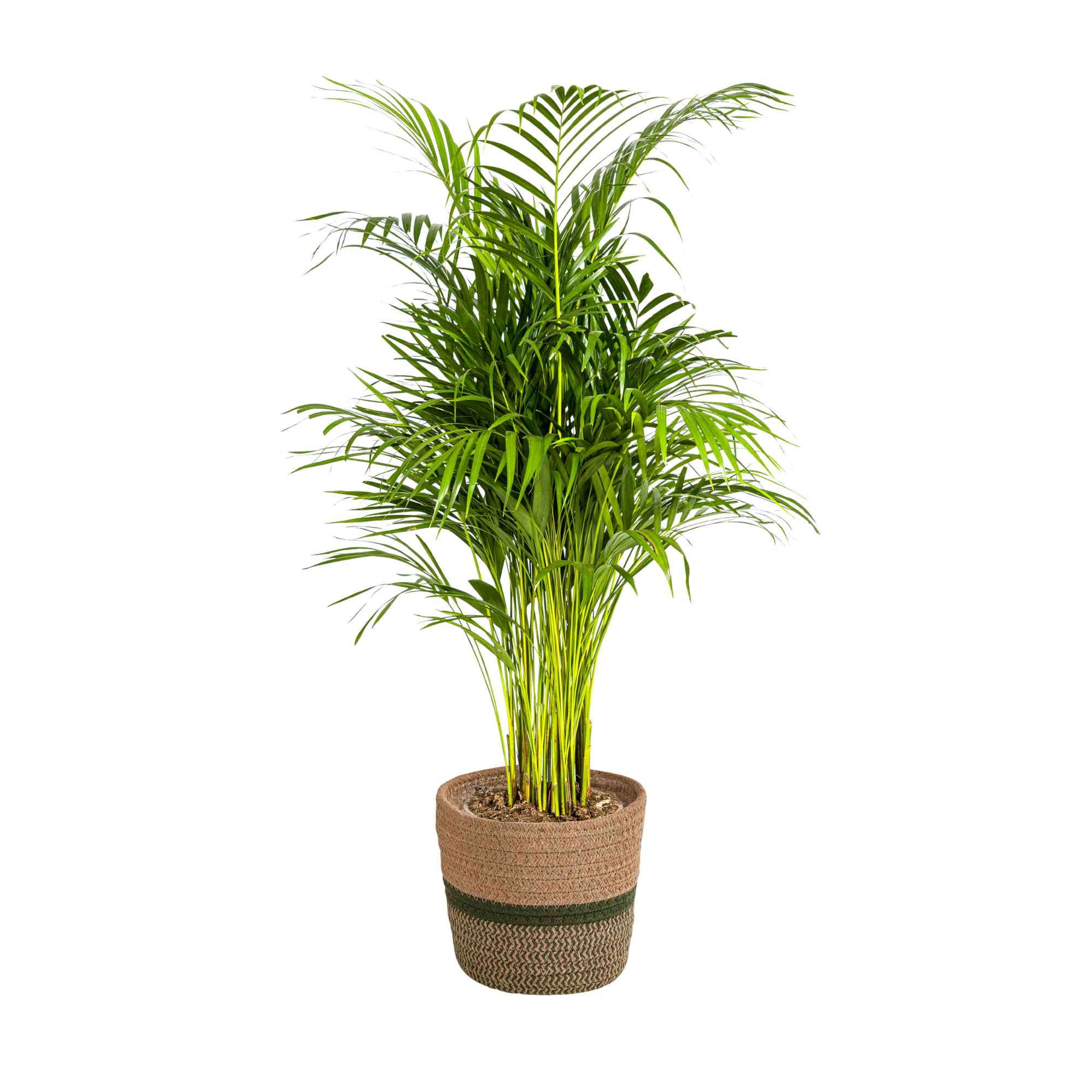 Arecapalme - Dypsis Areca Lutescens mit Korb Ø21cm - ↕100 - 120cm