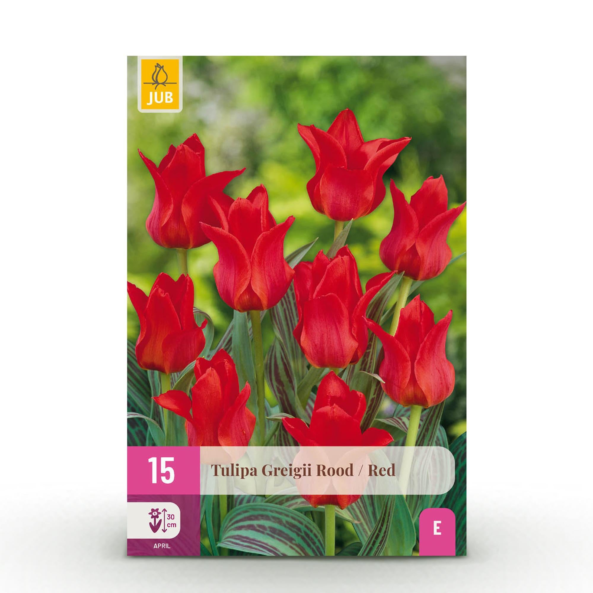 Tulpen - Tulipa Greigii Red - Farbe Rot - 15 Stück - Zwiebelgröße 11/12 - XXL Pack