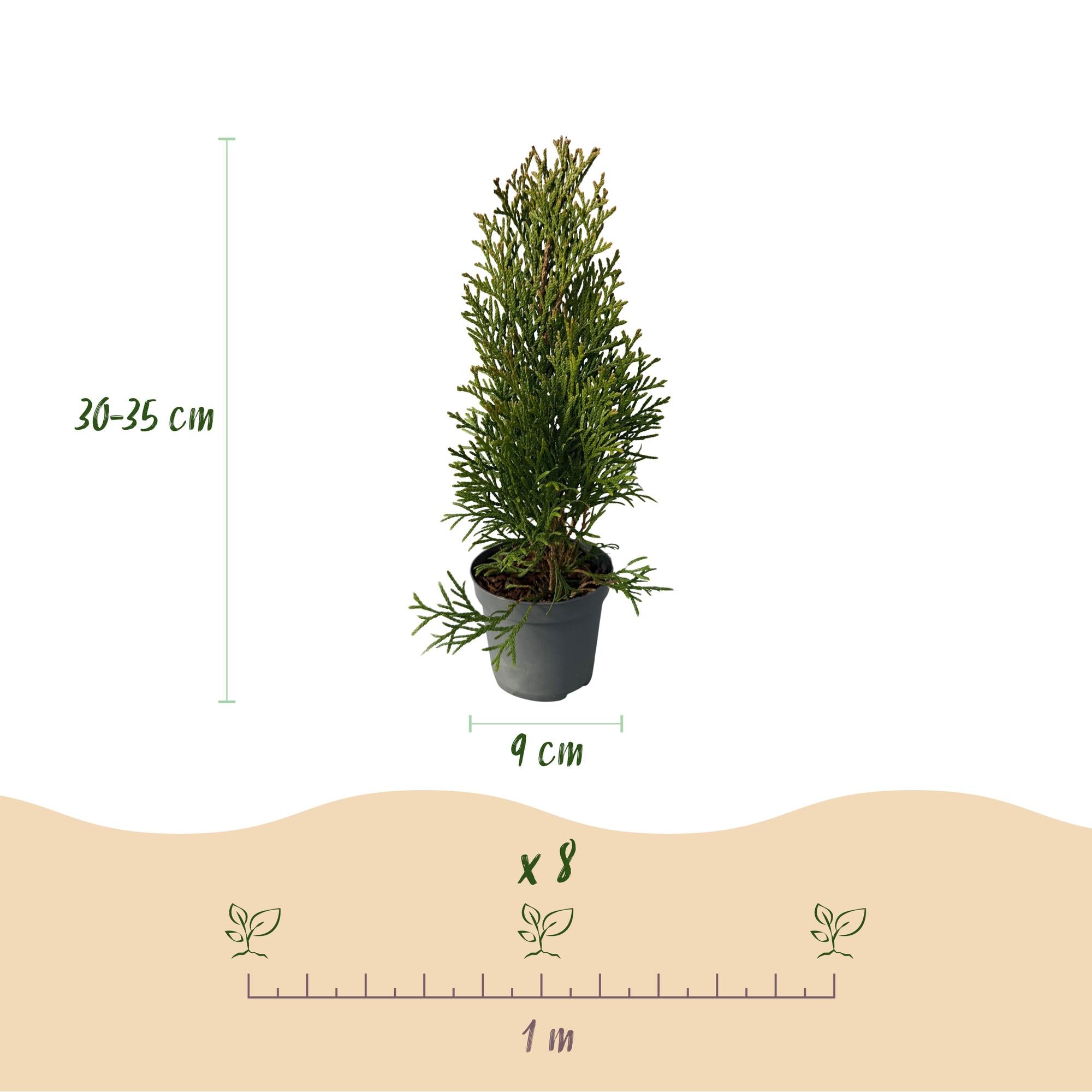 Lebensbaum - Thuja occidentalis Smaragd - 8 Pflanzen - 1 laufender Meter - Topf 9cm Höhe 30-35cm