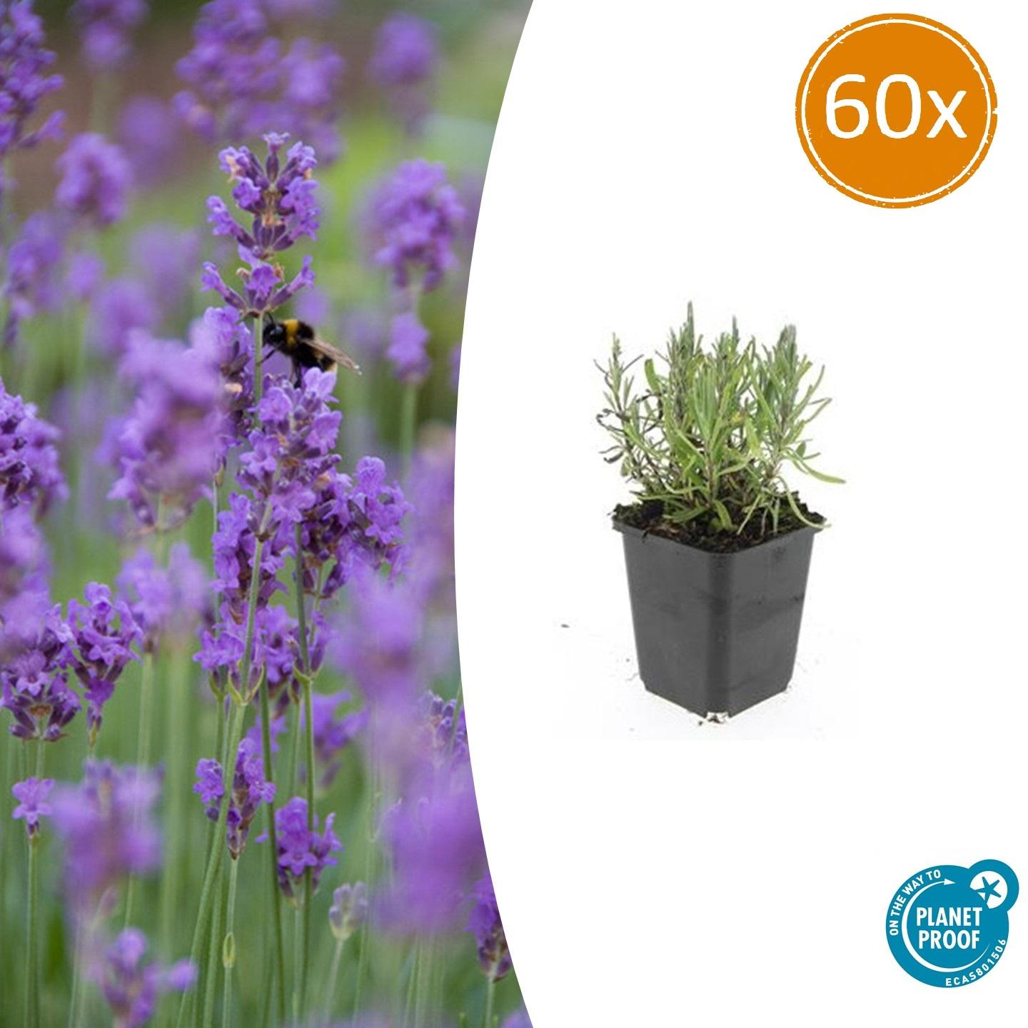 Lavendel - Lavandula ang. 'Munstead' - ↕10-25cm - Ø9cm 60 Stück