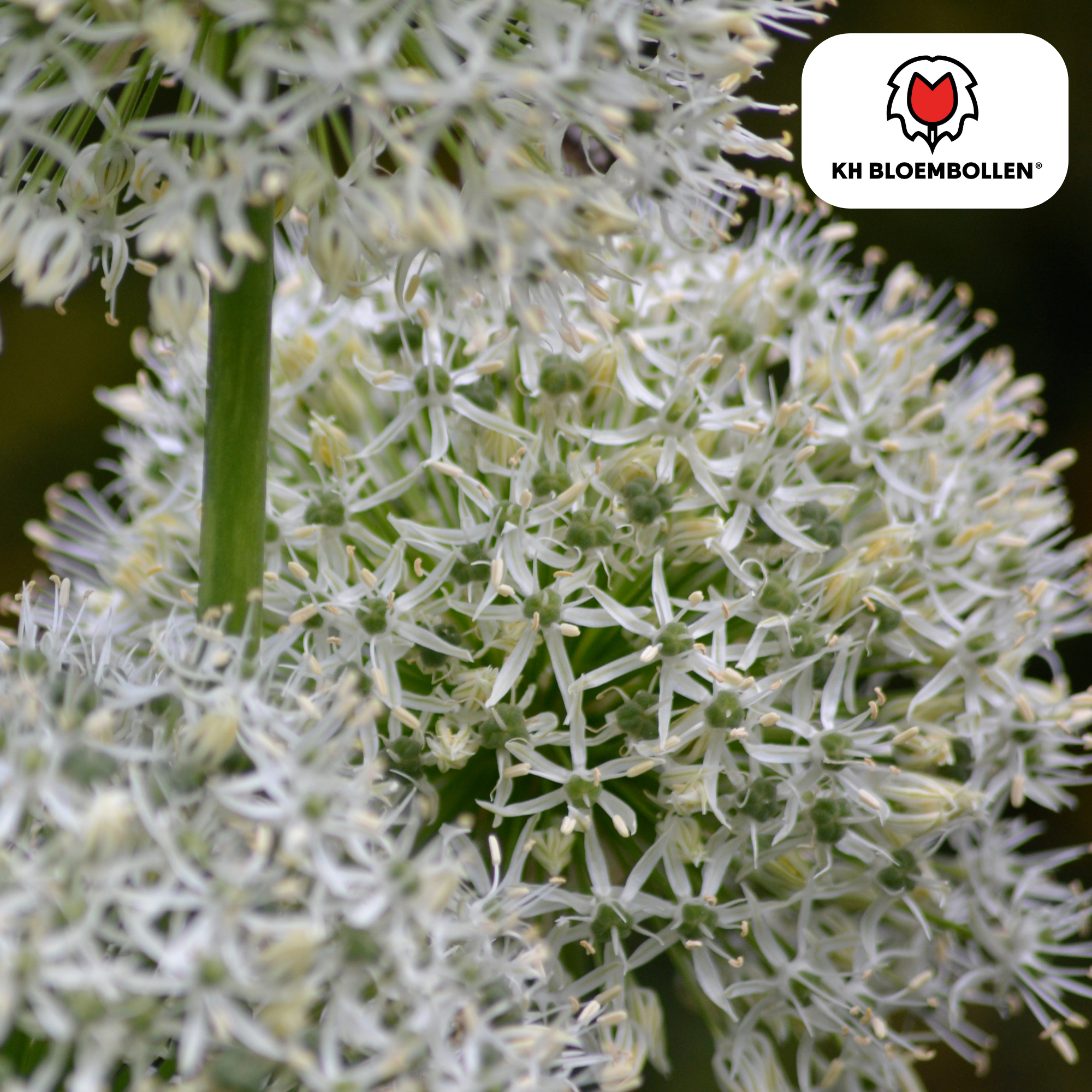 Zierlauch - Allium White Giant - Blumenzwiebeln 5 Stück