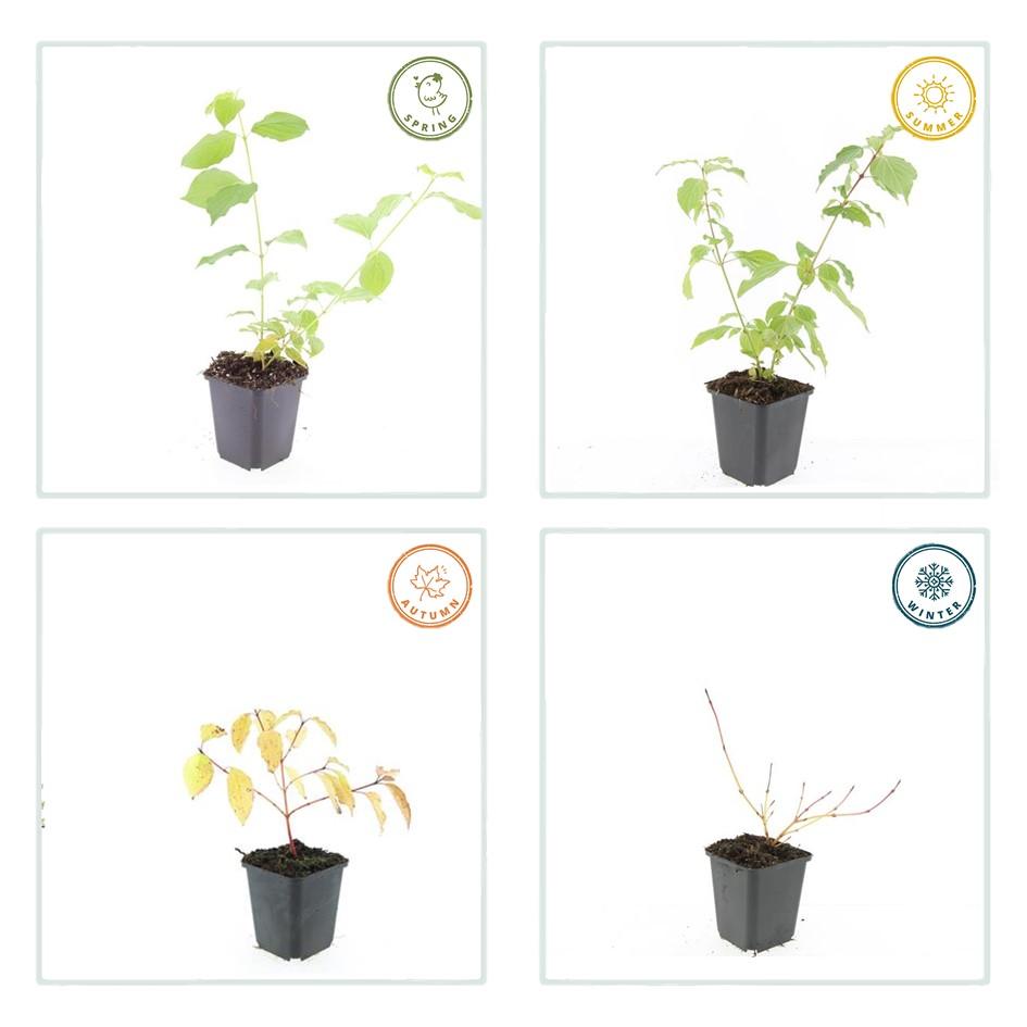 Roter Hartriegel - Cornus sang. 'Anny's Winter Orange' - ↕10-25cm - Ø9cm 20 Stück