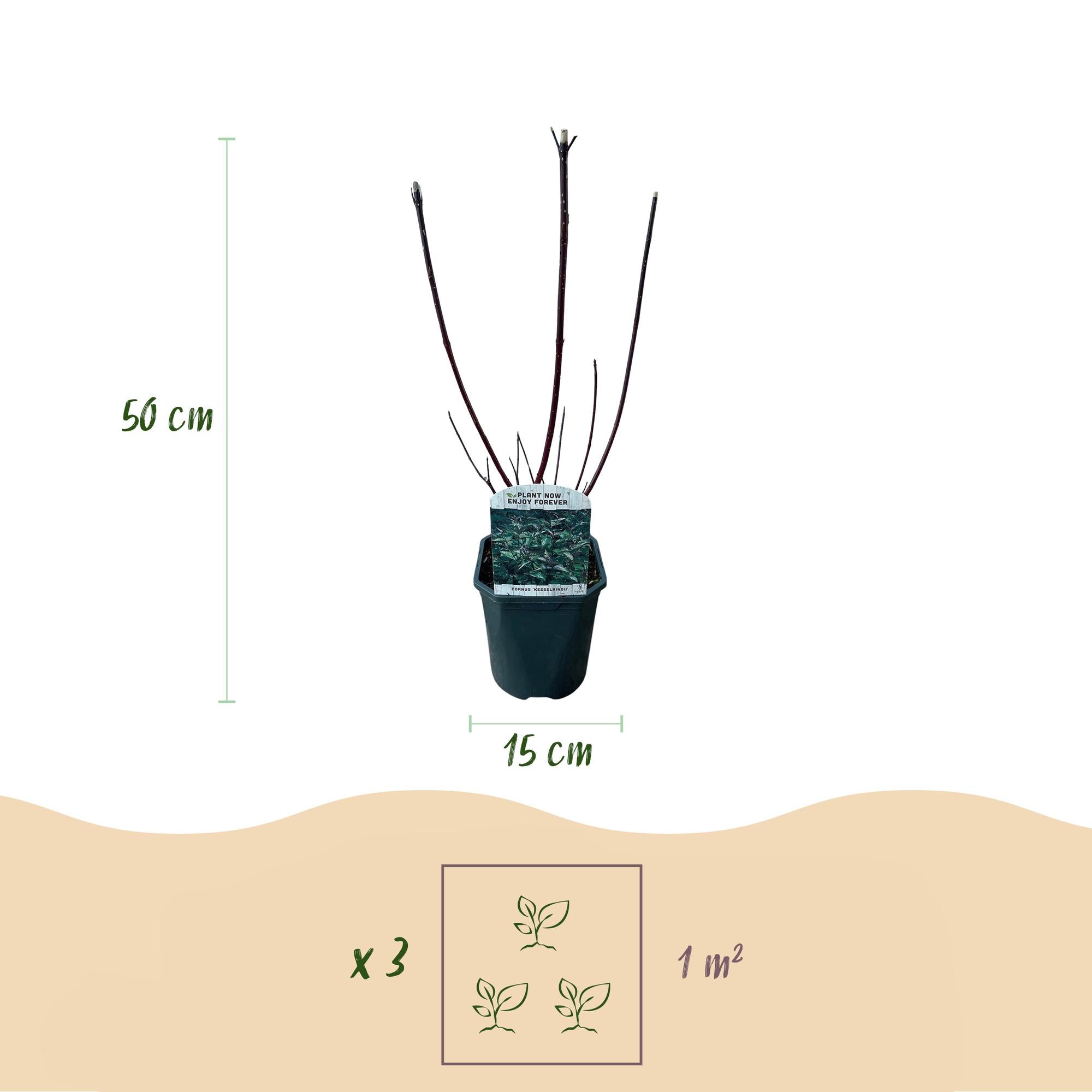 Hartriegel - Sträucher - Cornus alba Kesselringii - Violette Zweige - 1 Pflanze - Laubabwerfend - Wenig Pflege - Topf 17cm Höhe 45cm