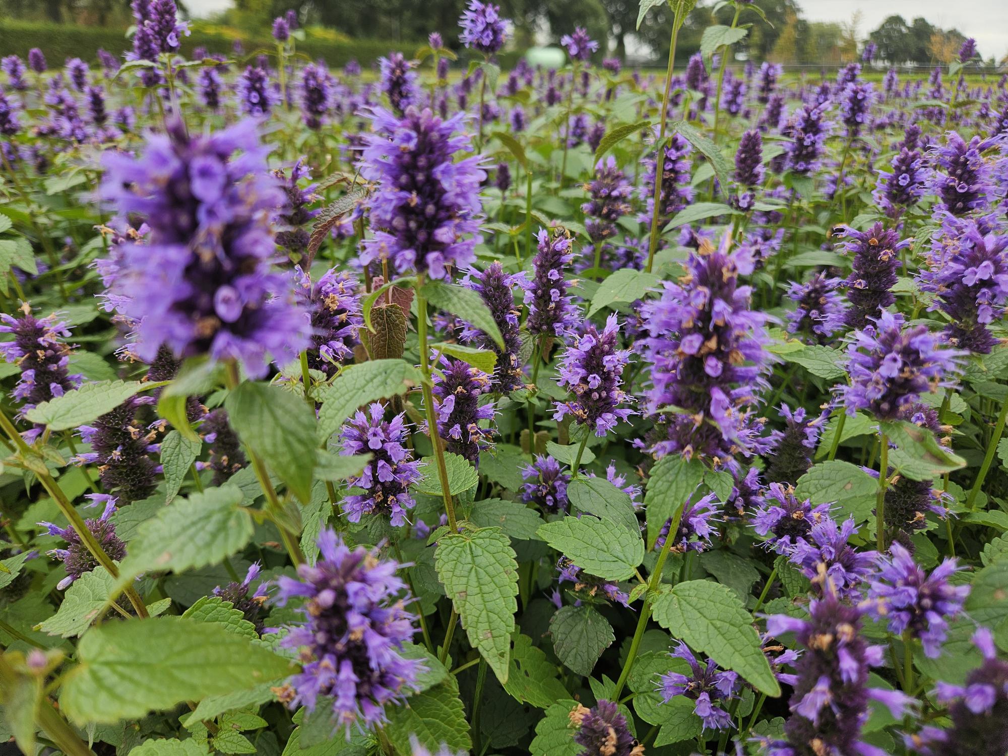 Blaunessel - Agastache 'Blue Fortune' - ↕10-25cm - Ø9cm 12 Stück