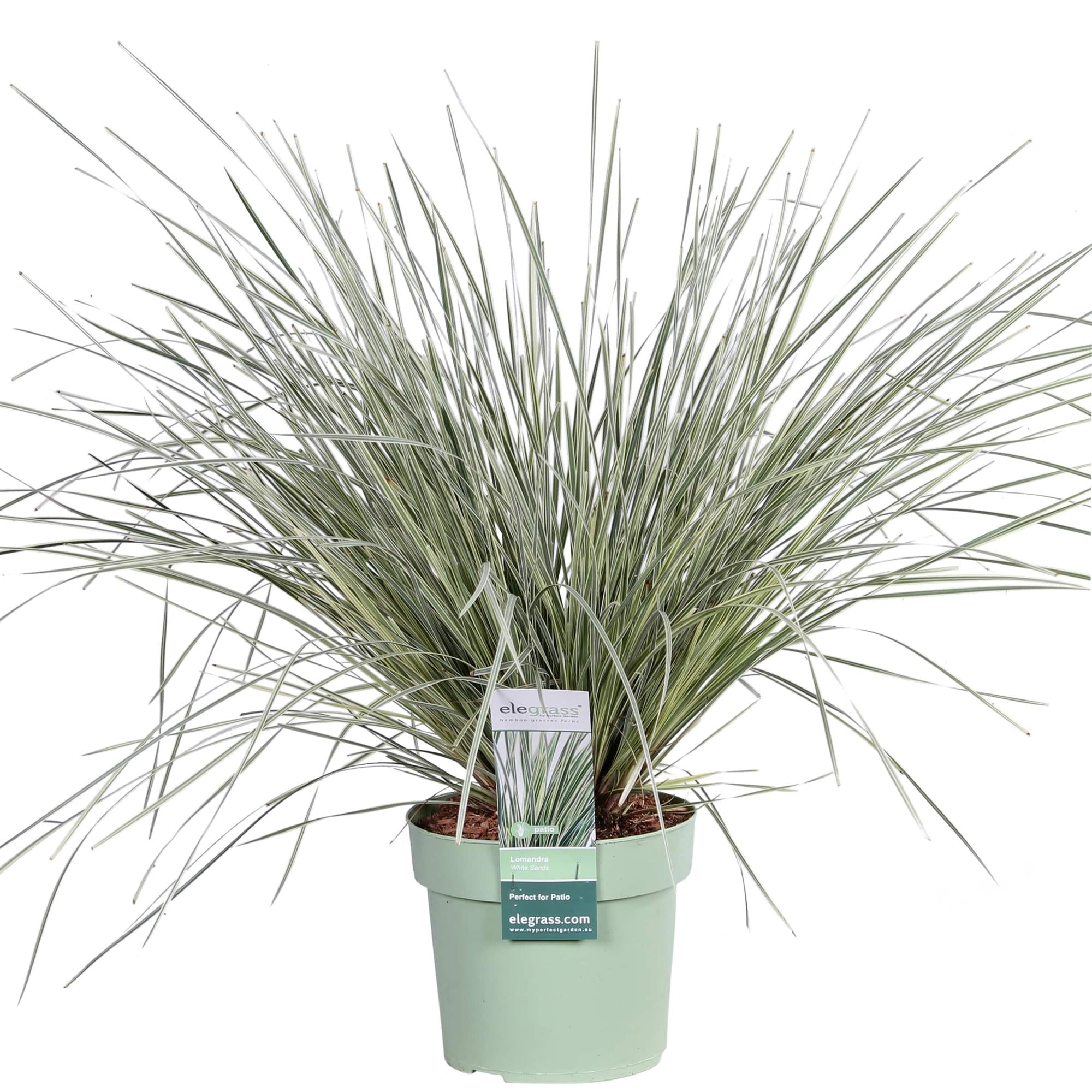 Australisches Ziergras - Lomandra longifolia 'White Sands' - Ø19cm - ↕40cm