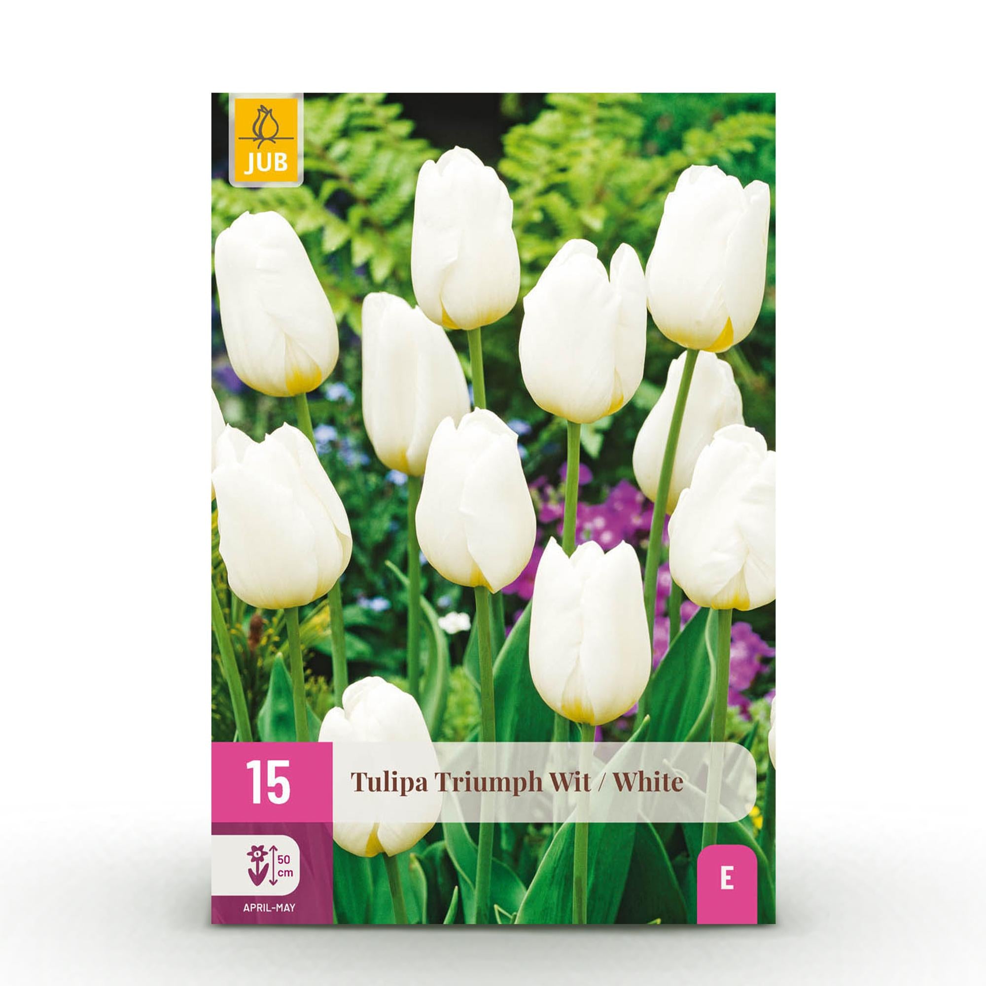 Tulpen - Tulipa Triumph White - Farbe Weiß - 15 Stück - Zwiebelgröße 11/12 - XXL Pack