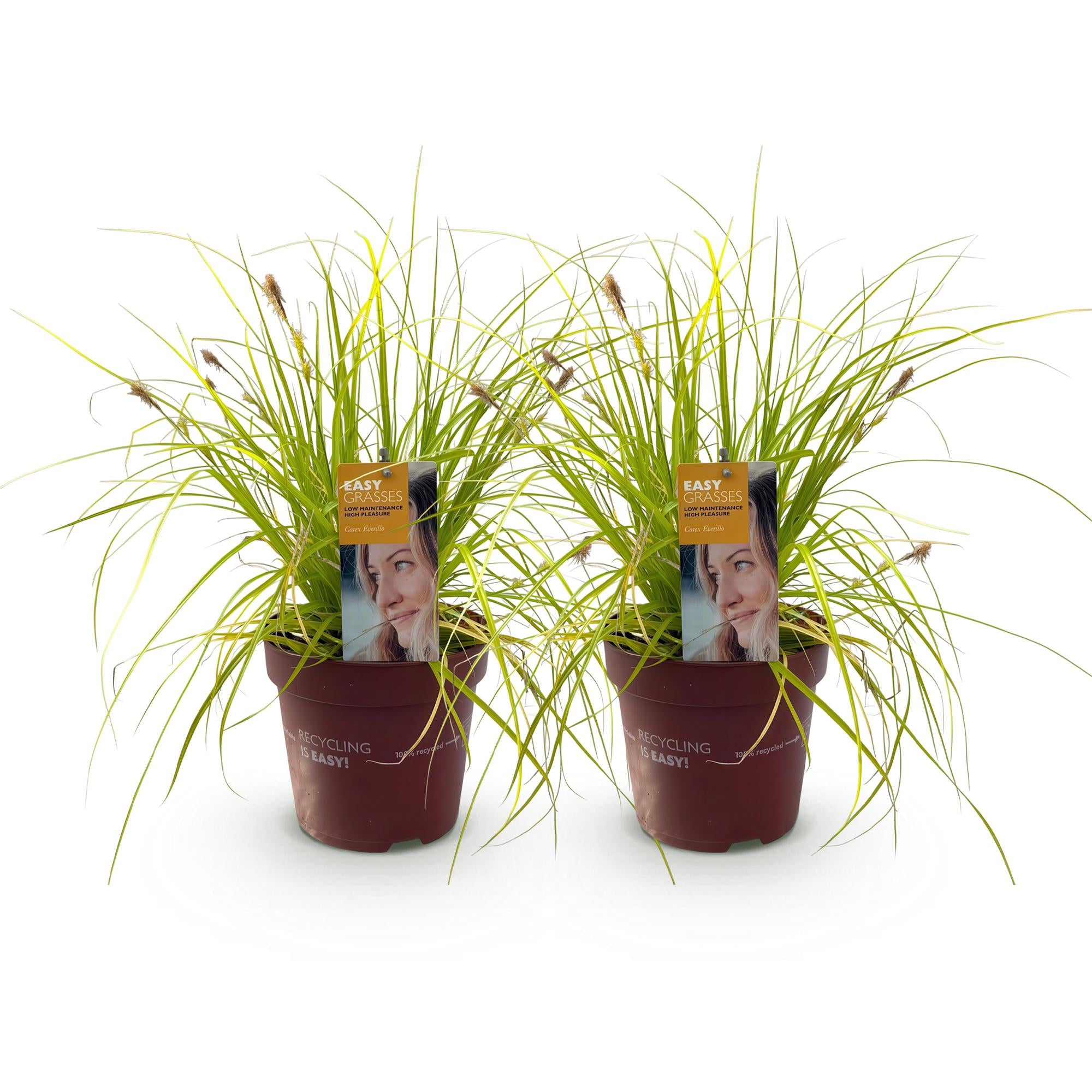 Japansegge - Carex oshimensis Everillo - Gelb - 2 Pflanzen - Immergrün - Wenig Pflege - Topf 17cm Höhe 50cm