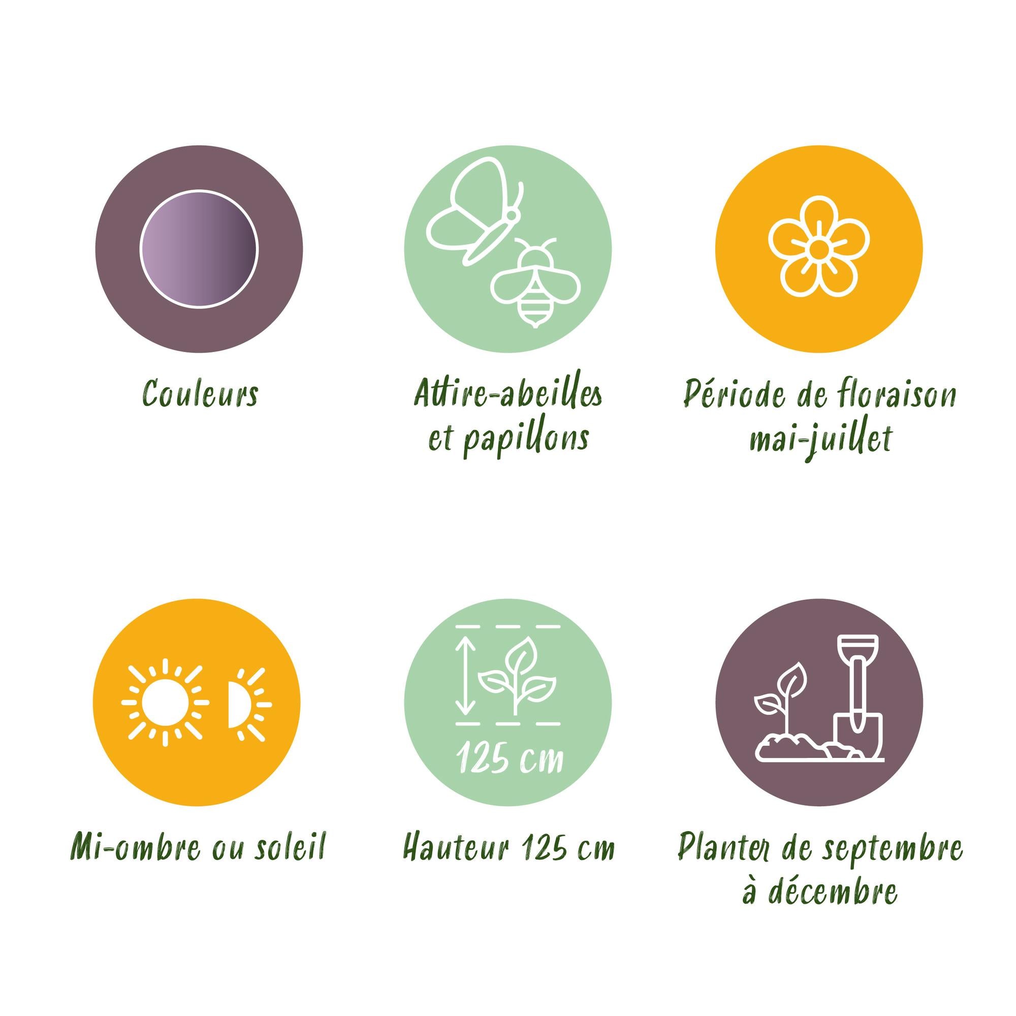 Zierlauch - Blumenzwiebeln - Allium Gladiator - Farbe Lila - 5 Stück - Zwiebelgröße 16/18 - XXL Pack