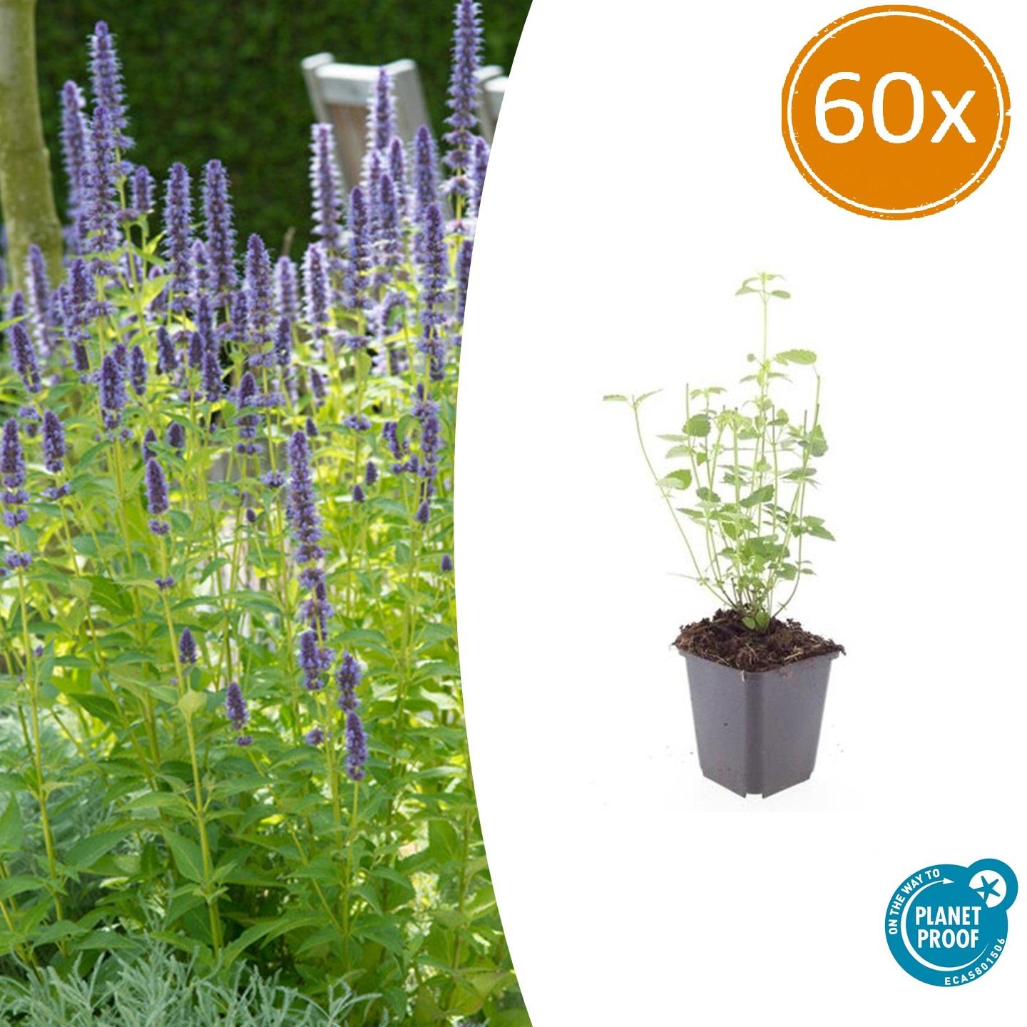 Duftnessel - Agastache 'Black Adder' - ↕10-25cm - Ø9cm 60 Stück