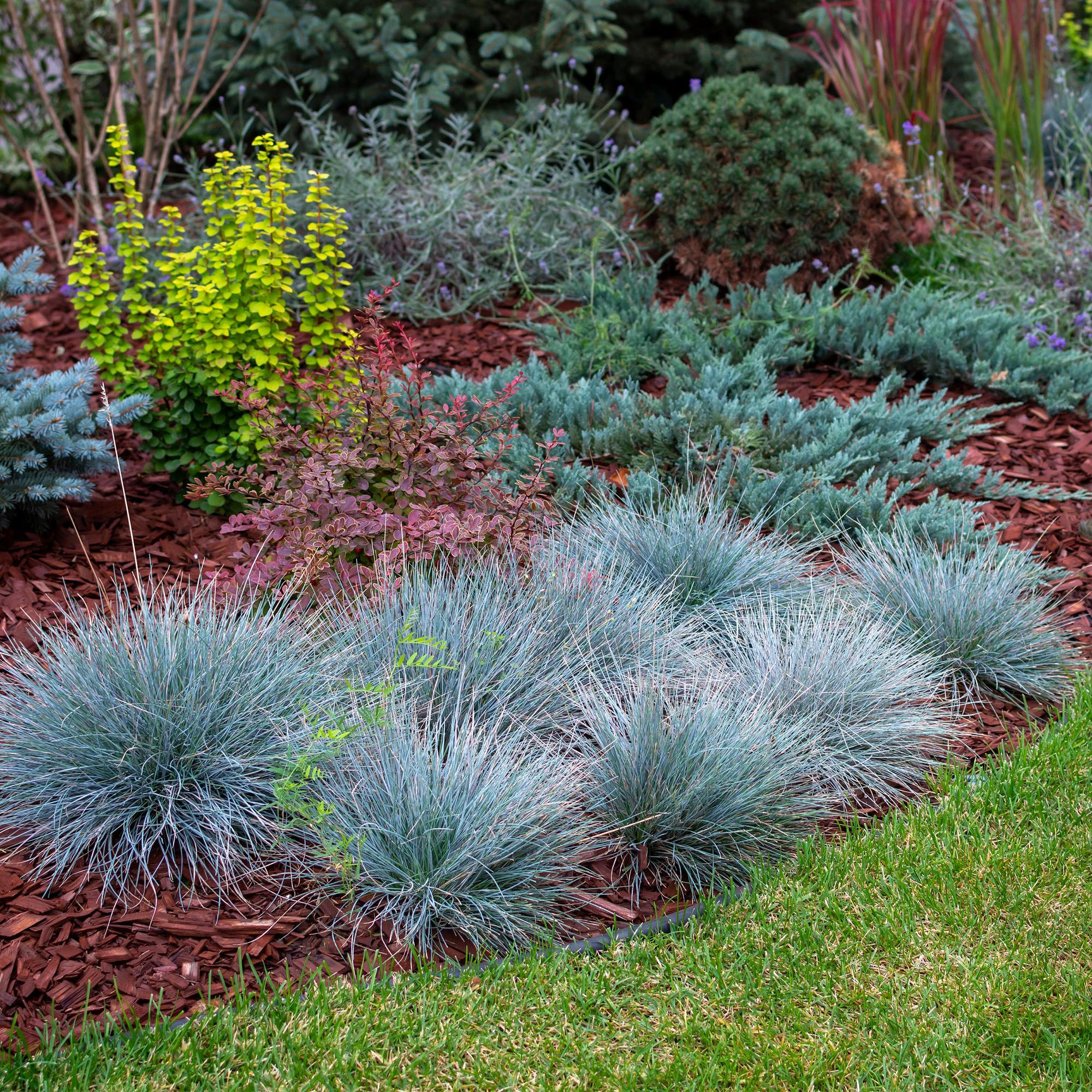 Blauschwingel  - Festuca glauca Intense Blue - Blau - 2 Pflanzen - Immergrün - Wenig Pflege - Topf 17cm Höhe 50cm