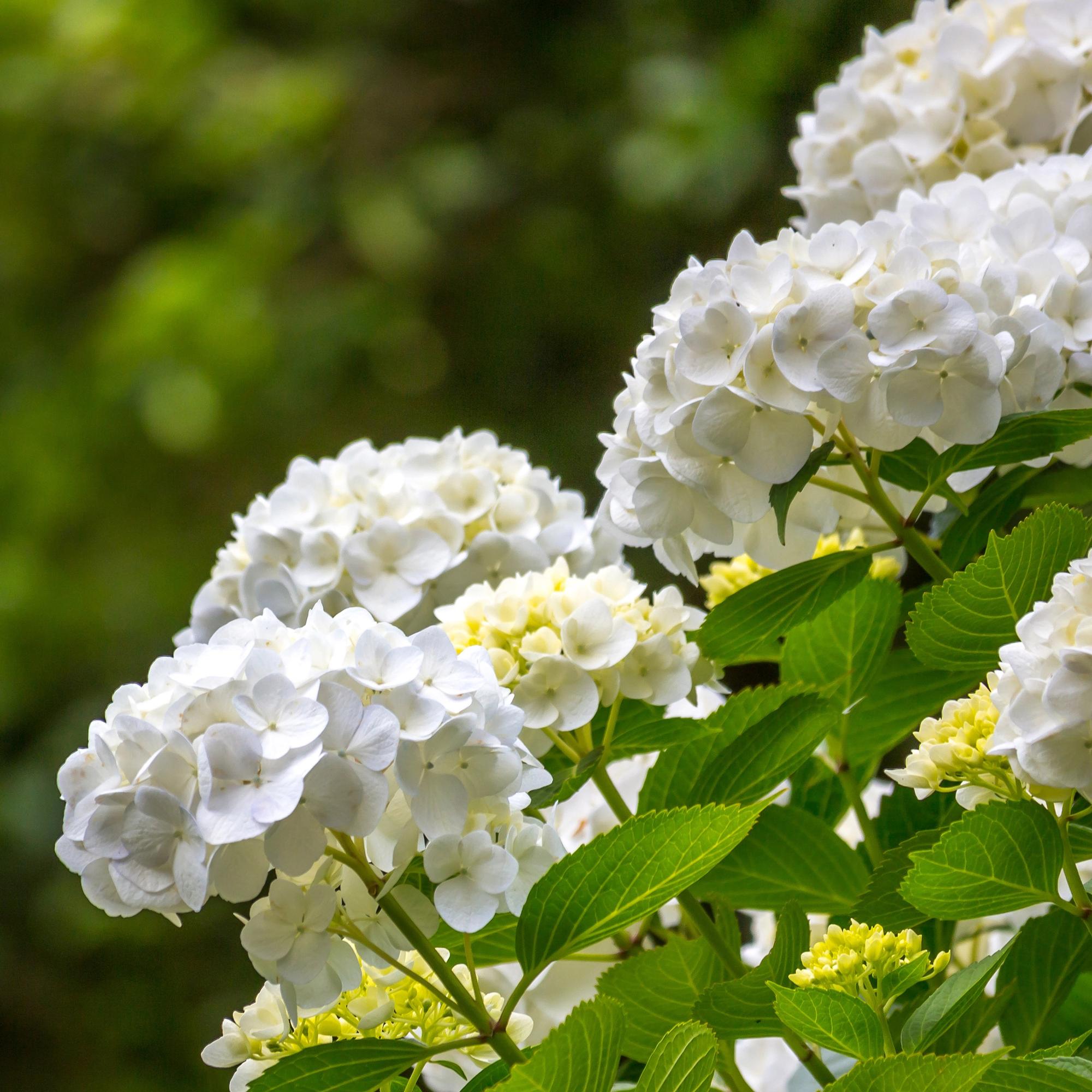 Gartenhortensie - Hortensie - Hydrangea macrophylla Weiß - Blüte Weiß - 1 Pflanze - Laubabwerfend - Wenig Pflege - Topf 17cm Höhe 30cm