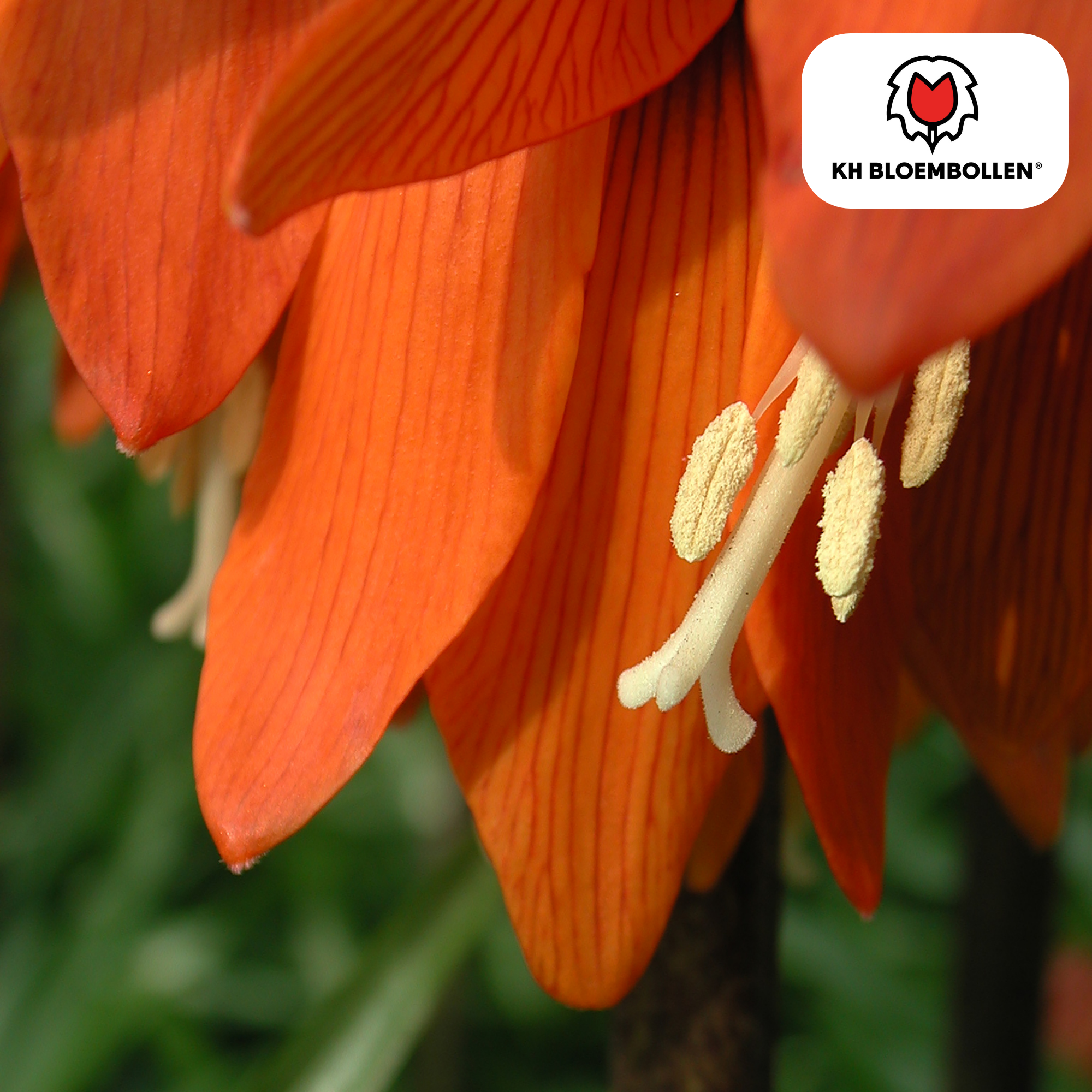 Kaiserkrone - Fritillaria Imperialis Rubra Rot/Orange 5 Stück