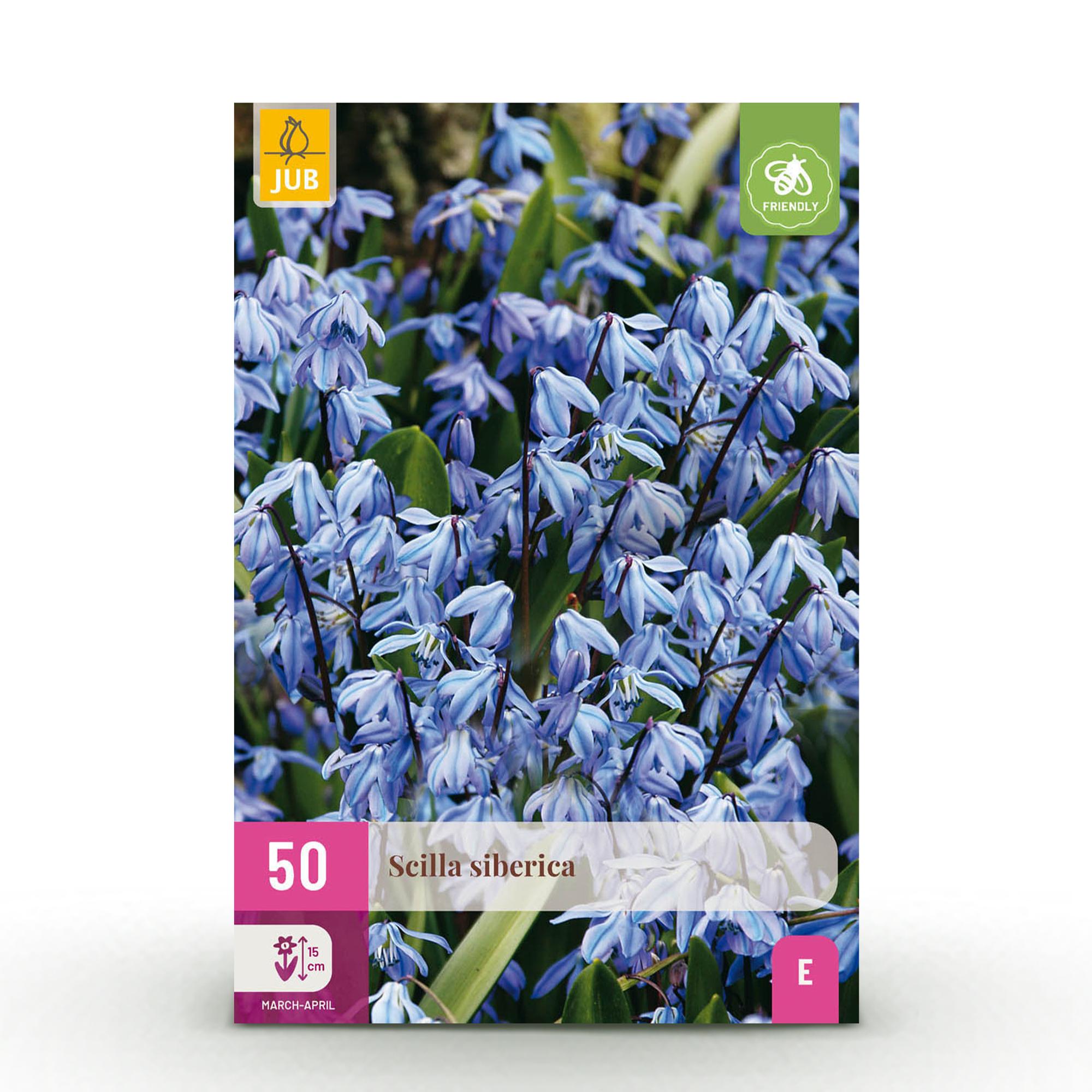 Sibirischer Blaustern - Scilla Siberica - Farbe Lila - 50 Stück - Zwiebelgröße 7/8 - XXL Pack