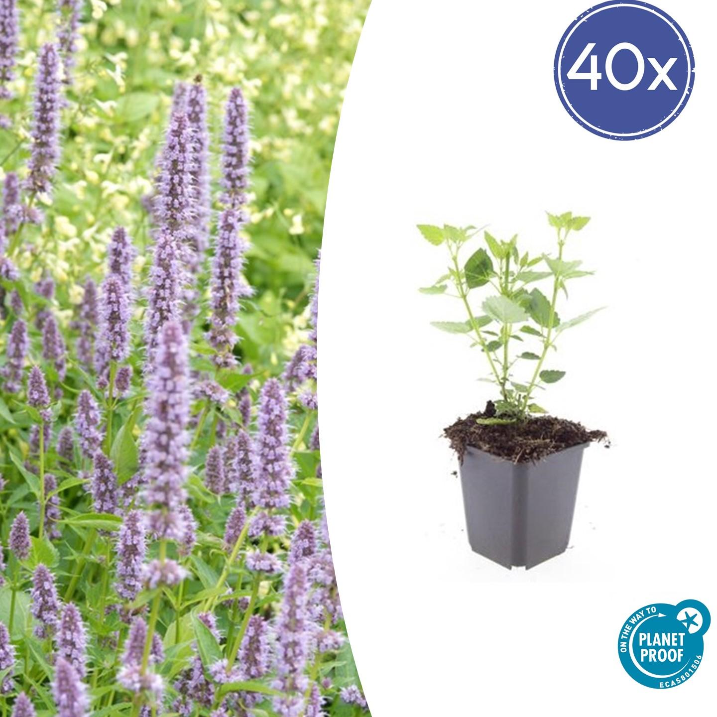 Blaunessel - Agastache 'Blue Fortune' - ↕10-25cm - Ø9cm 40 Stück