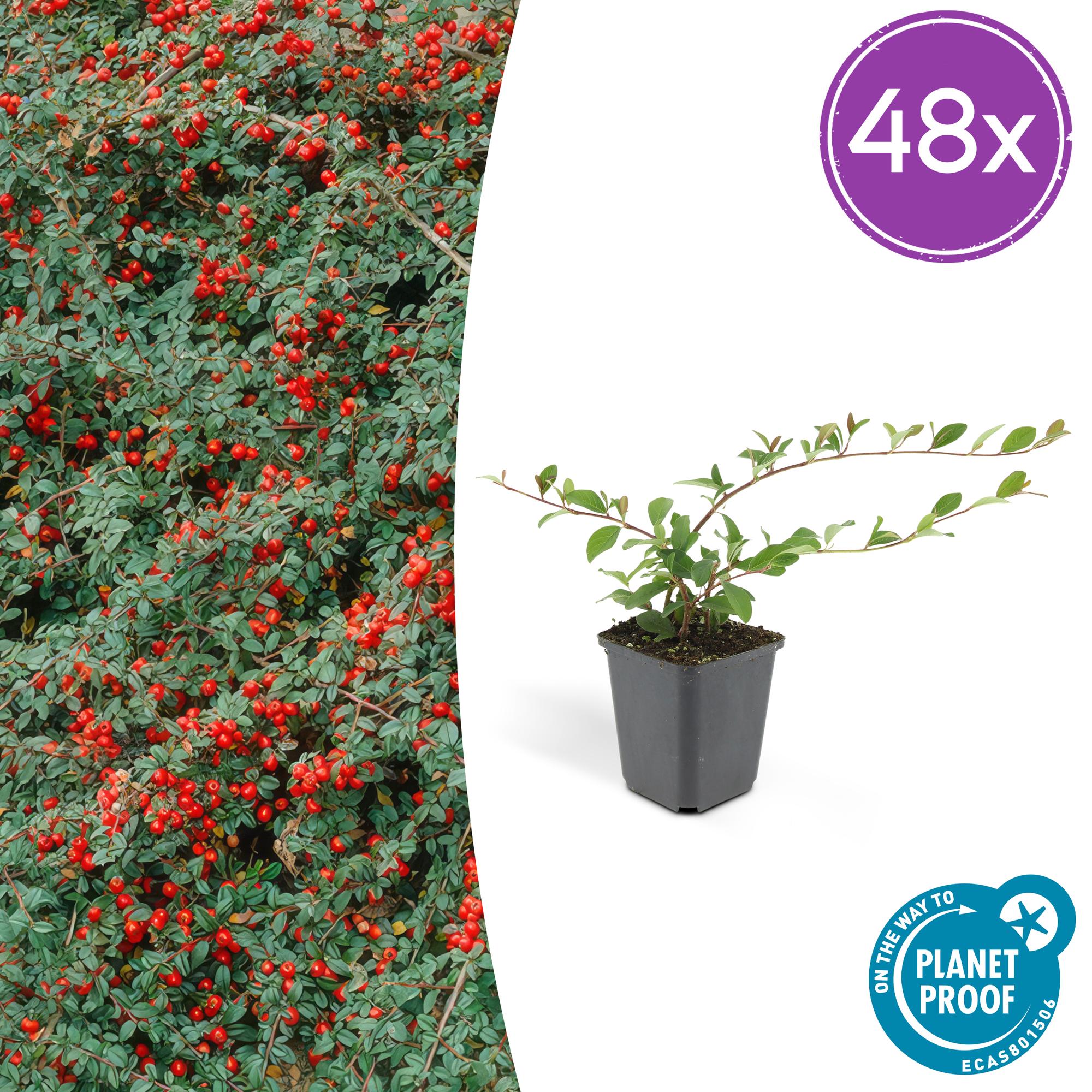 Zwergmispel - Cotoneaster dammeri - ↕10-25cm