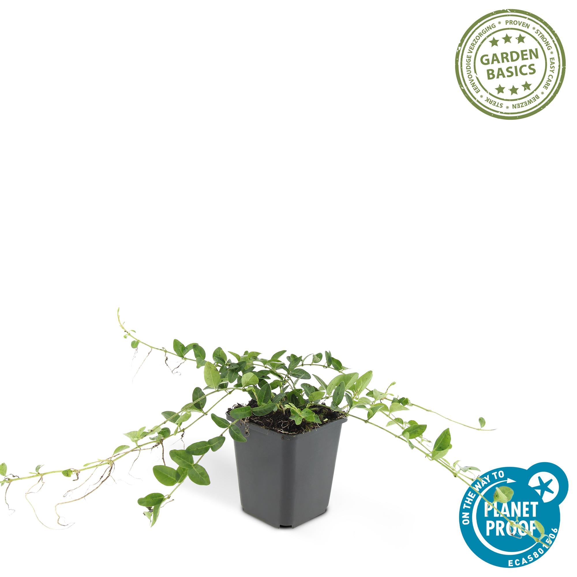 Kleines weißes Immergrün - Vinca minor 'Alba' - ↕10-25cm - Ø9cm
