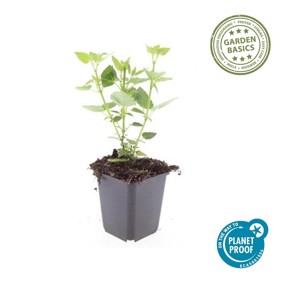 Blaunessel - Agastache 'Blue Fortune' - ↕10-25cm - Ø9cm 48 Stück