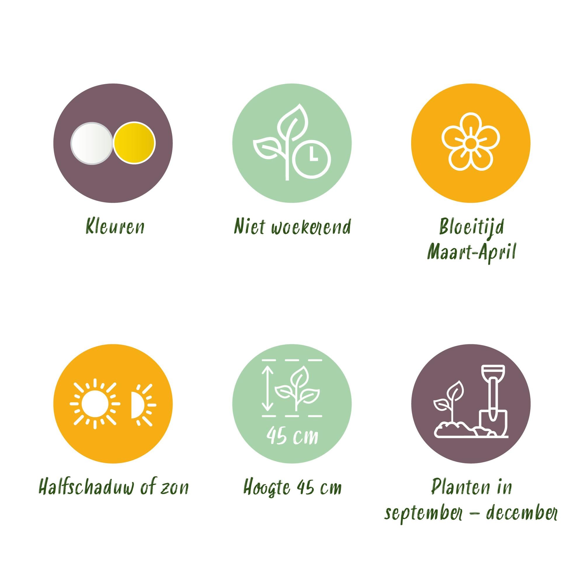 Narzissen Mix - Narcis Double Mix - Farben Gelb und Weiß - 10 Stück - Zwiebelgröße 12/14 - XXL Pack