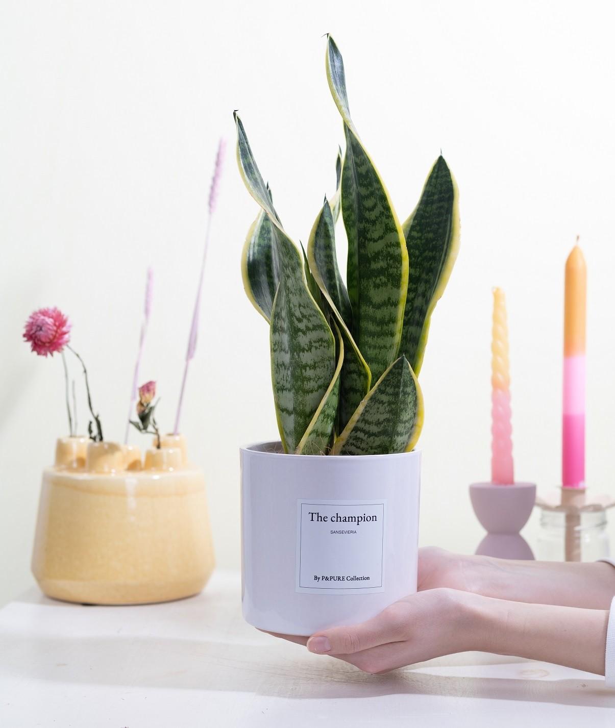 Bogenhanf - Sansevieria Gift "The Champion" WITH GREETING CARD! - Ø12cm - ↕30cm