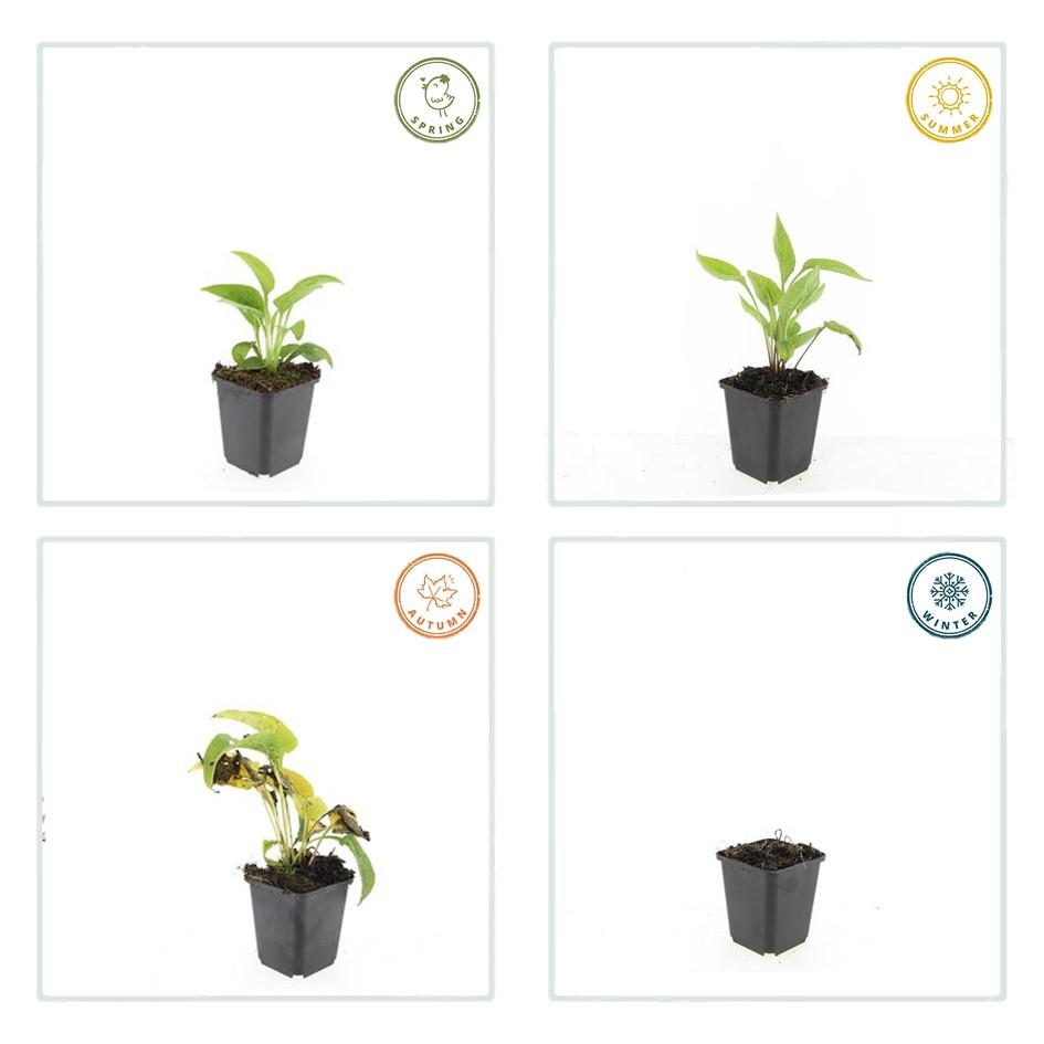 Weißer Sonnenhut - Echinacea p. 'White Swan' - ↕10-25cm - Ø9cm 24 Stück