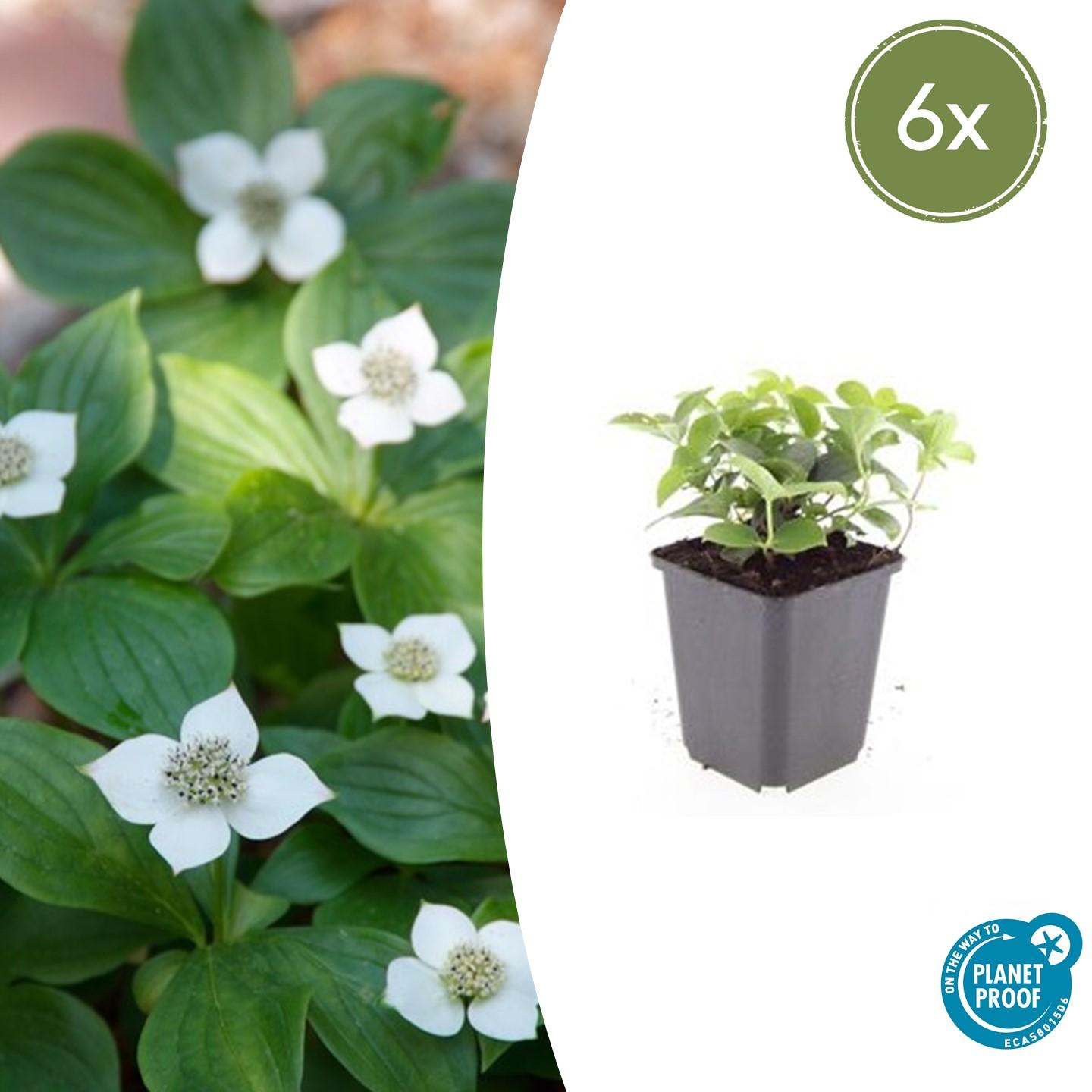 Kanadischer Hartriegel - Cornus canadensis - ↕10-25cm - Ø9cm 6 Stück