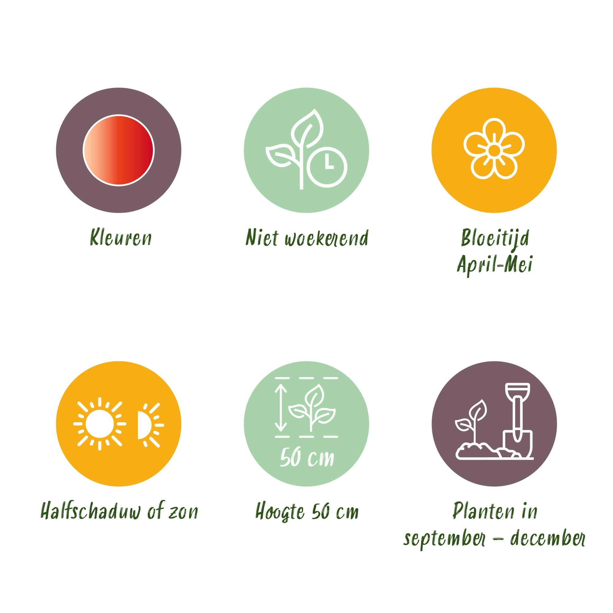 Tulpenzwiebeln Mix - Tulpe Gudoshnik Double - Doppelblütig - 12 Stück - Zwiebelgröße 11/12 - XXL Pack