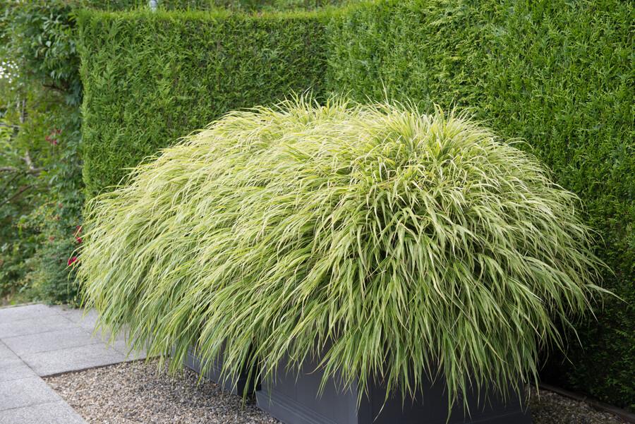 Japanisches Waldgras - Hakonechloa macra - ↕10-25cm - Ø9cm 48 Stück