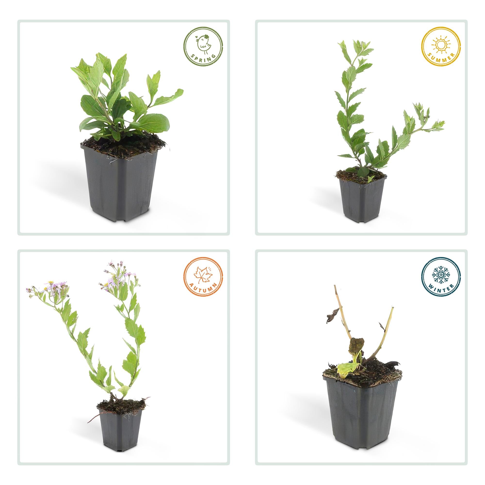 Wildaster - Aster ageratoides 'Asran' - ↕10-25cm - Ø9cm 48 Stück