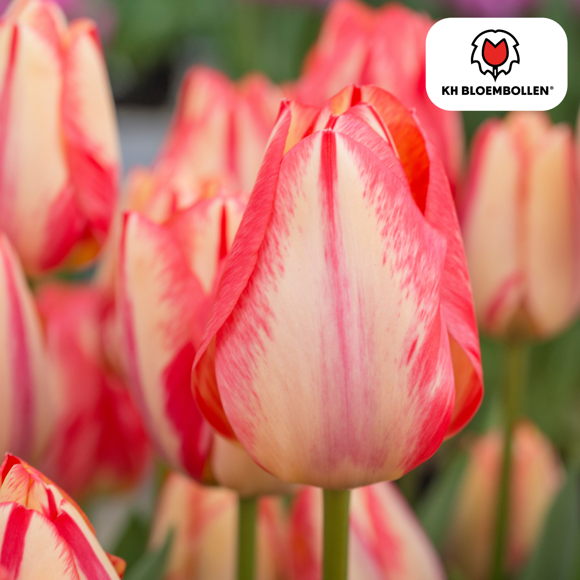 Tulpen - Tulipa Spring Break – 20 Stück - Rot-orangefarbene Tulpe – Leidenschaftlich, energiegeladen und auffällig – Für den Garten oder Topf – Größe 11/12 – Frisch vom Züchter