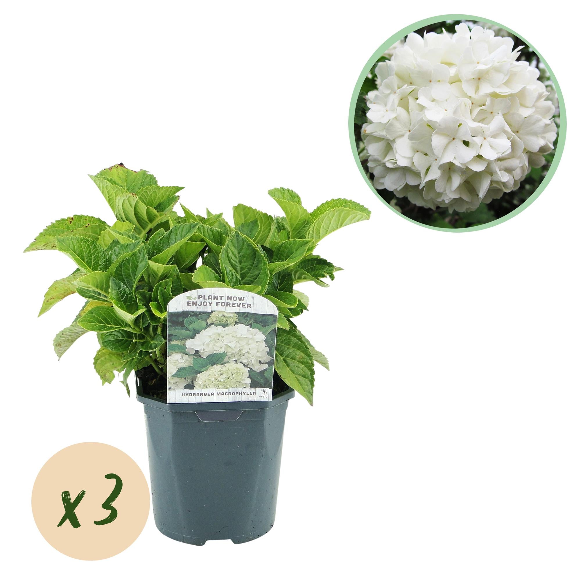 Gartenhortensie - Hortensie - Hydrangea macrophylla Weiß - Blüte Weiß  - 3 Pflanzen - 1 m2 - Laubabwerfend - Wenig Pflege - Topf 17cm Höhe 30cm