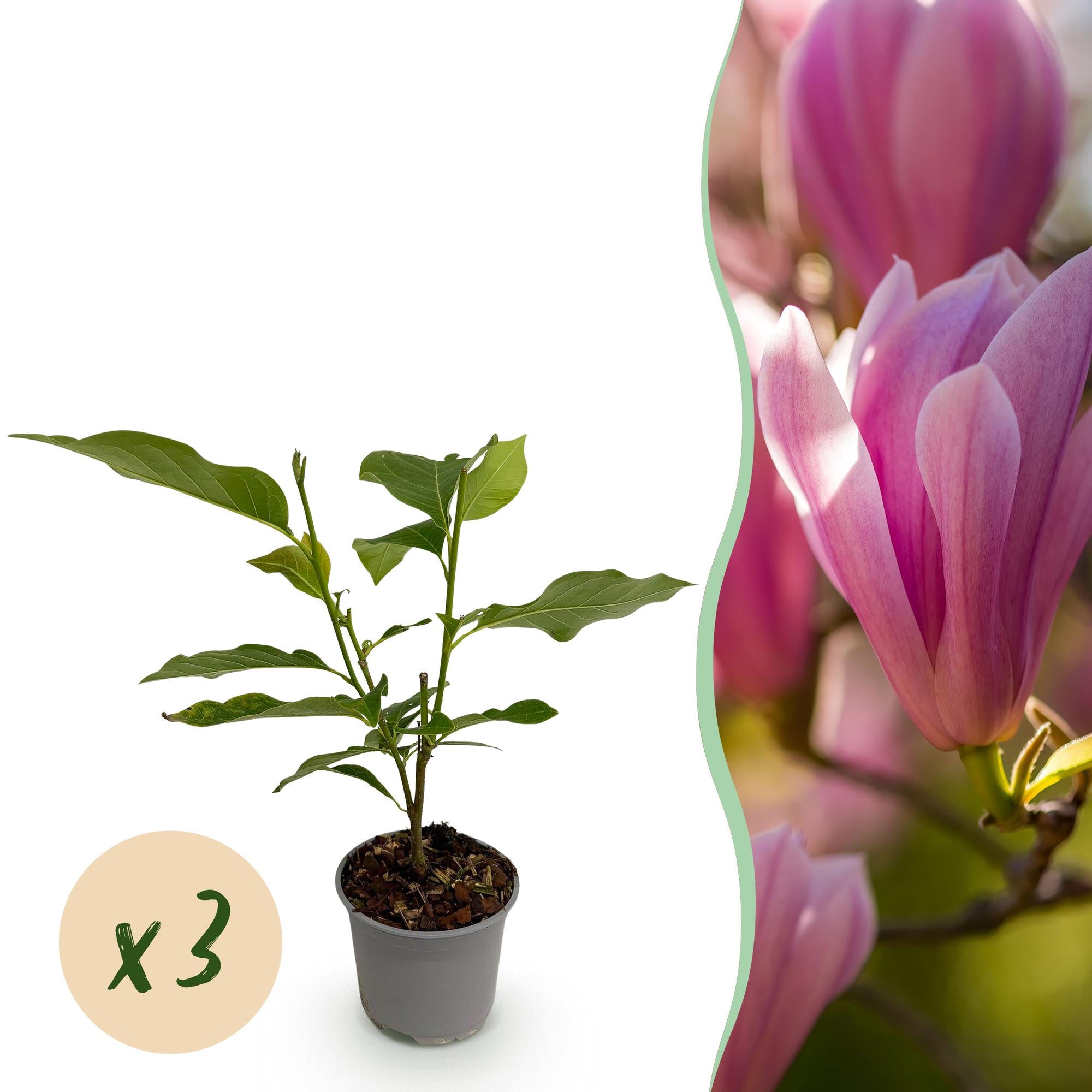 Magnolienstrauch - Magnolia Heaven Scent - Blüte Rosa - 3 Pflanzen - Laubabwerfend - Wenig Pflege - Topf 12cm Höhe 30cm