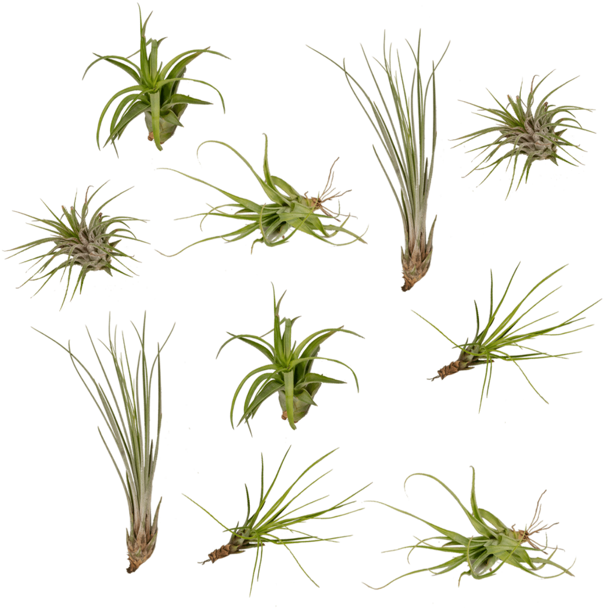 Bromelie-Luftpflanze - Tillandsia Air mix - 10 Stück - 6 cm - ø6