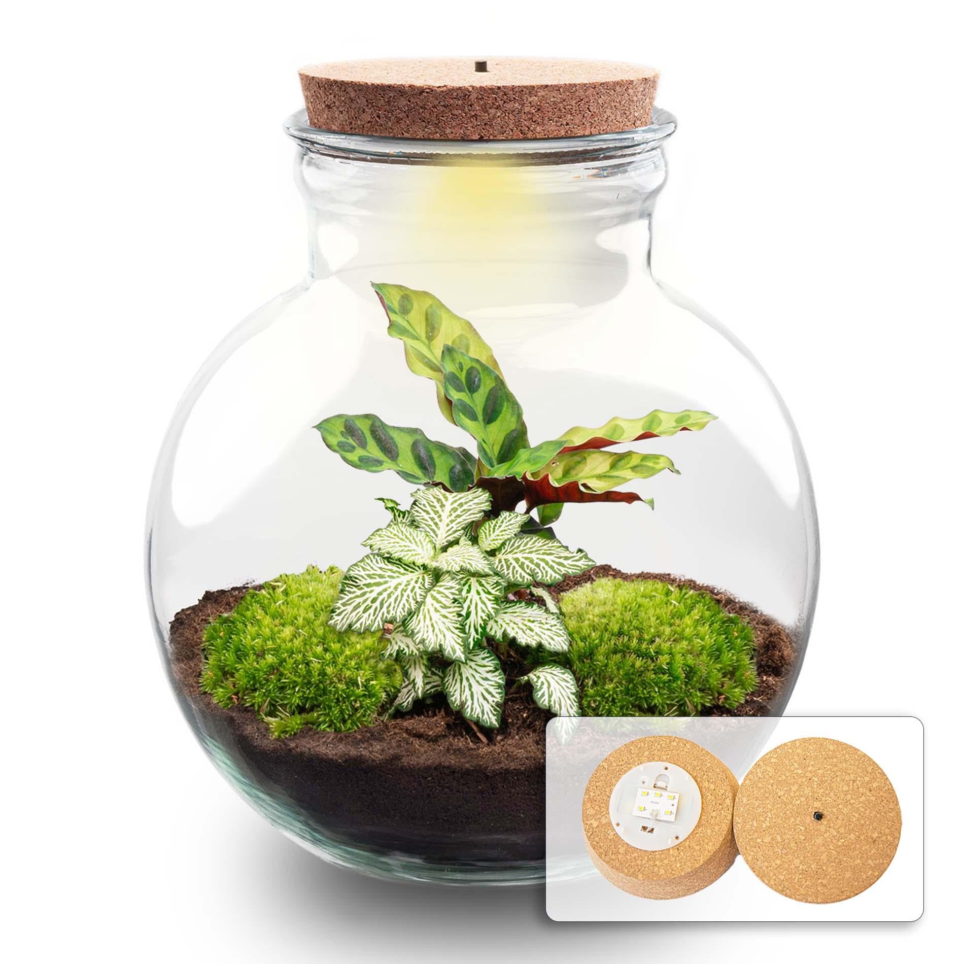Flaschengarten - Pflanzenterrarium - Teddy - DIY Kit & LED - ↕ 26,5 cm - Calathea Lancifolia – Fittonia White Tiger