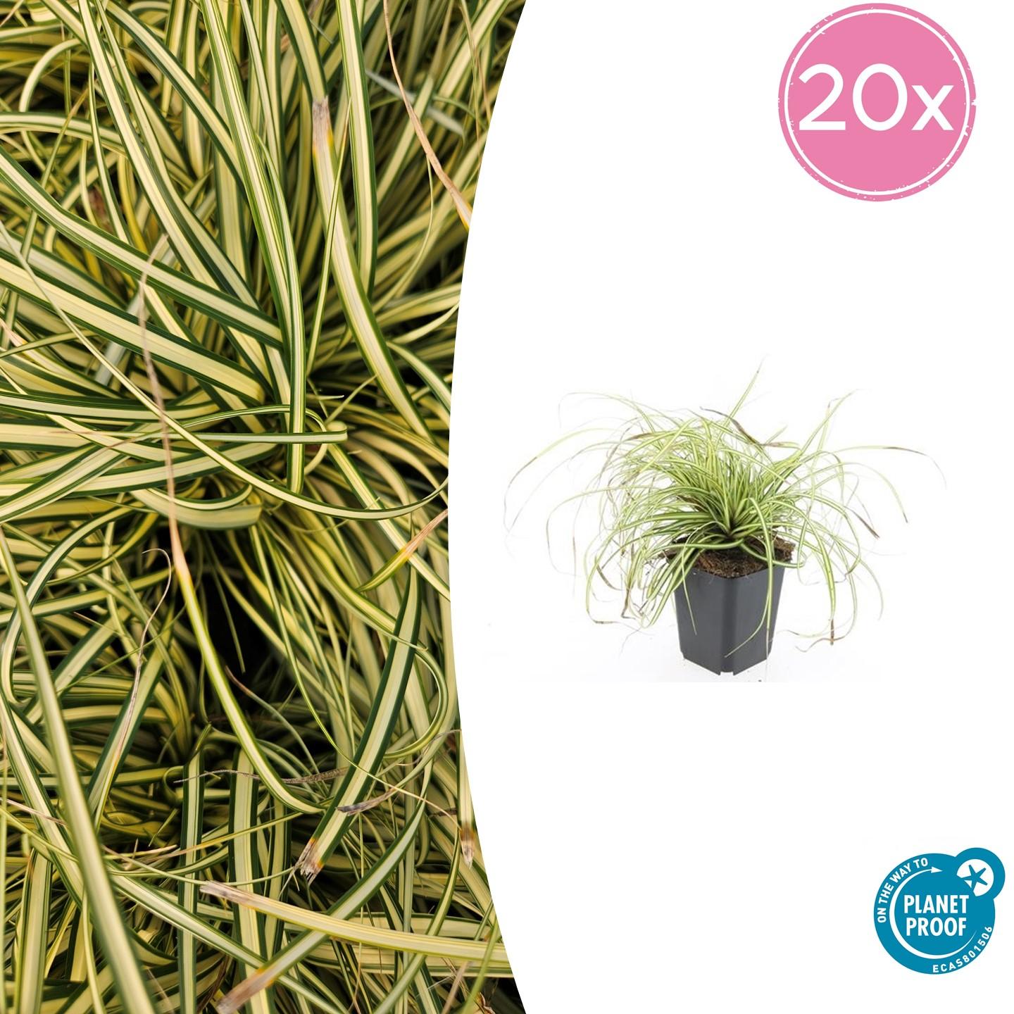 Japangoldsegge - Carex oshim. 'Evergold'  - ↕10-25cm - Ø9cm 20 Stück
