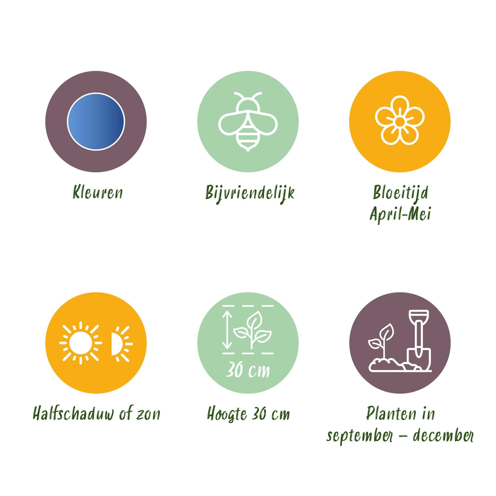 Waldhyazinthe - Hyacinthoides non Scripta - Farbe Blau - 20 Stück - Zwiebelgröße 7/8 - XXL Pack