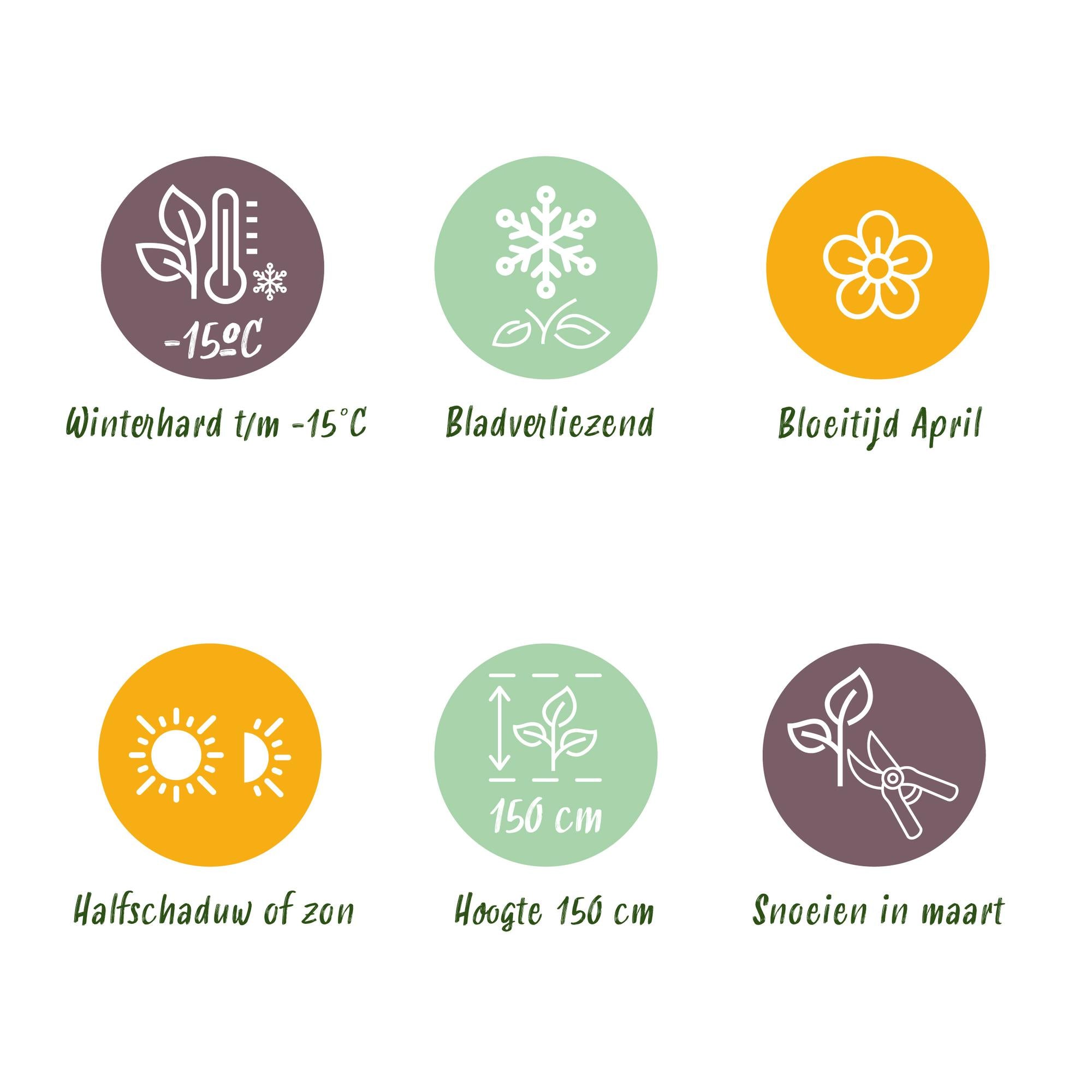 Magnolienbaum - Magnolia stellata - Terrassenpflanze - Laubabwerfend - Winterhart - Weiße Blüte - Topf 19cm Höhe 90cm