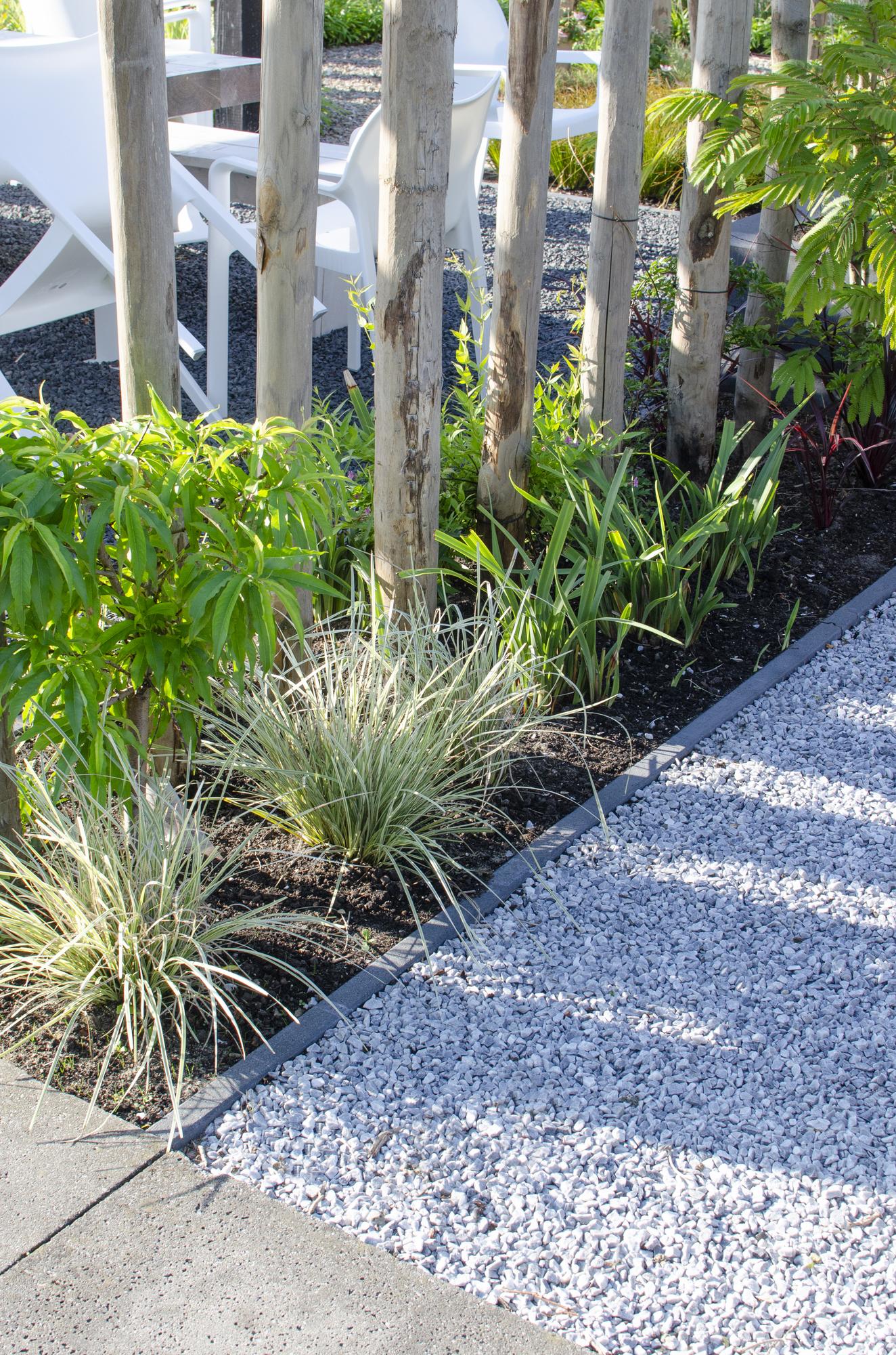 Australisches Ziergras - Lomandra longifolia 'White Sands' - Ø19cm - ↕40cm