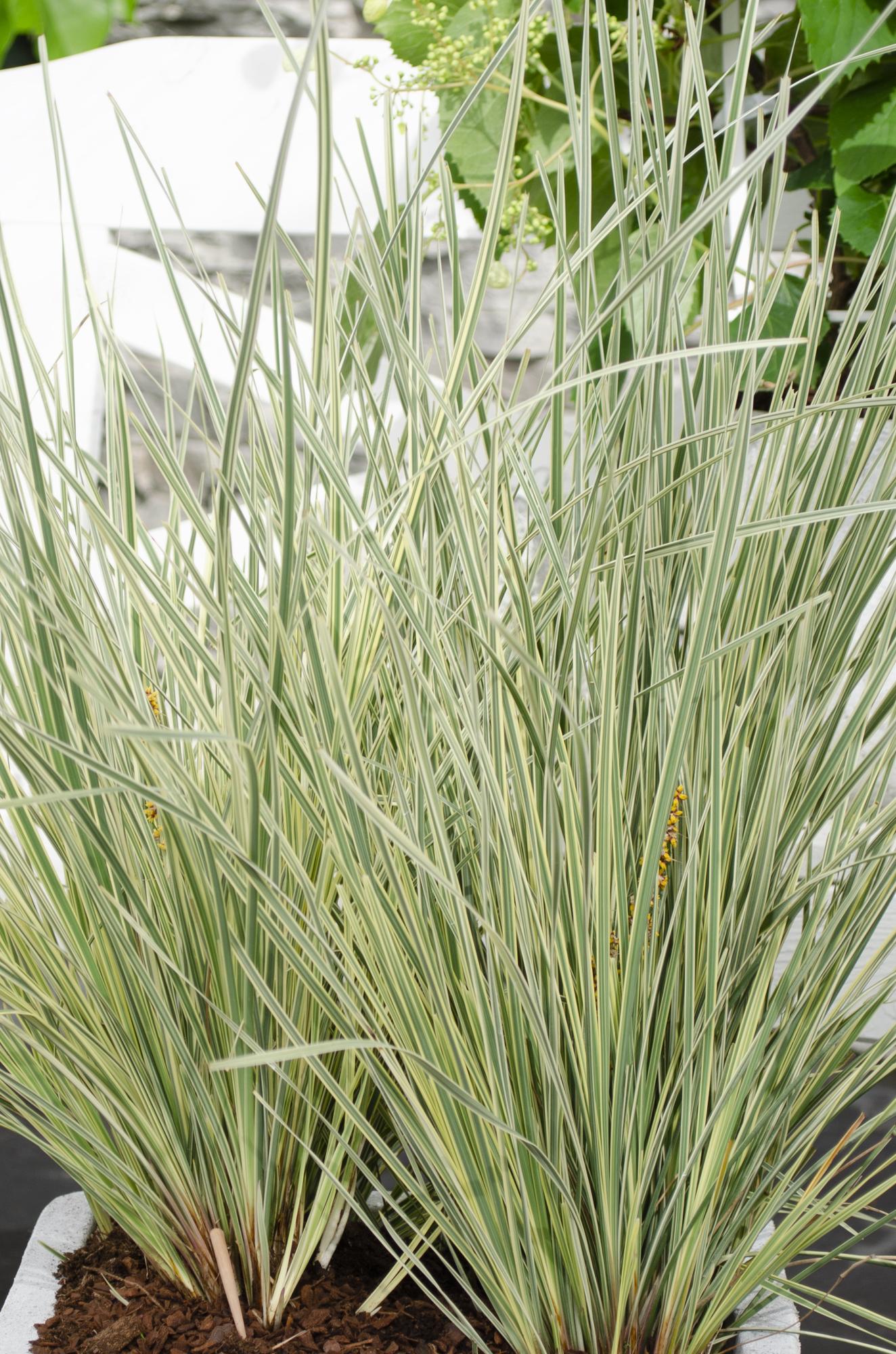 Australisches Ziergras - Lomandra longifolia 'White Sands' - Ø19cm - ↕40cm