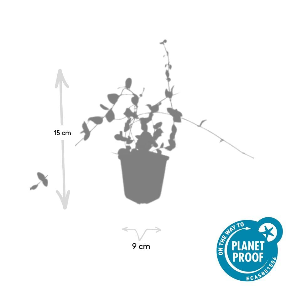 Kleines Immergrün - Vinca minor 'Blue and Gold' - ↕10-25cm - Ø9cm 12 Stück