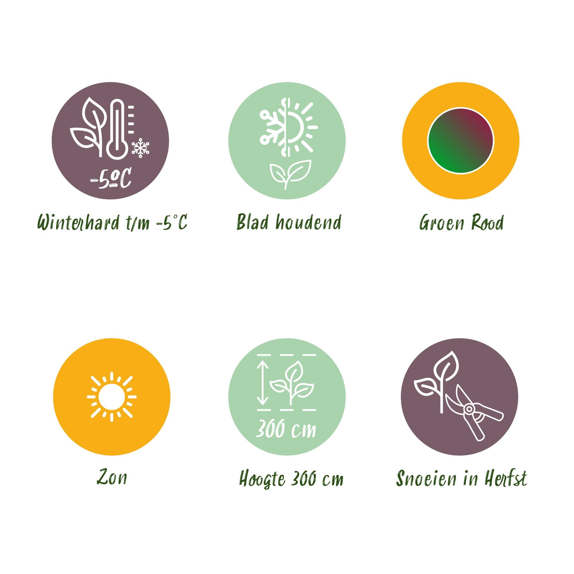 Himalayabanane - Bananenpflanze Musa sikkemensis Red Tiger - Winterhart - 4 Pflanzen - Topf 17cm Höhe 40cm