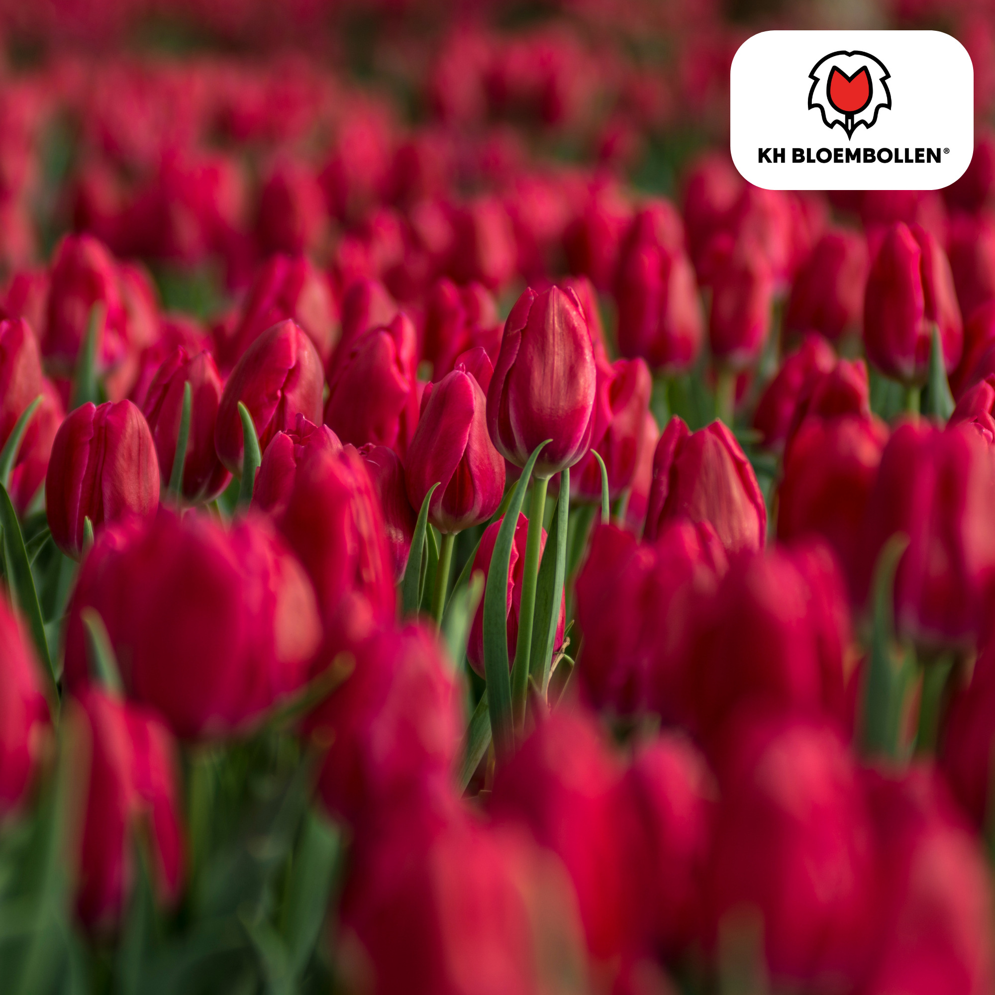 Tulpen - Tulipa Ile de France – 20 Stück - Tiefrote Tulpe – Klassisch, Kraftvoll & Elegant – Für Garten oder Topf – Größe 11/12 – Frisch vom Züchter