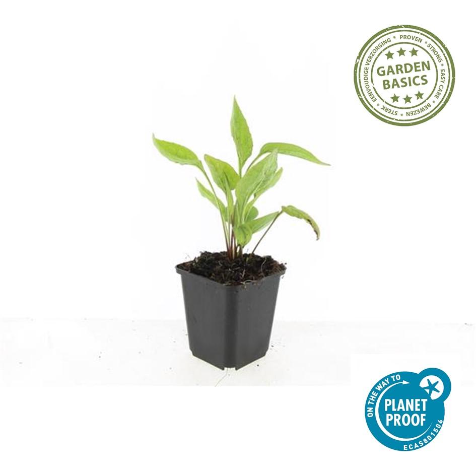 Weißer Sonnenhut - Echinacea p. 'White Swan' - ↕10-25cm - Ø9cm 12 Stück