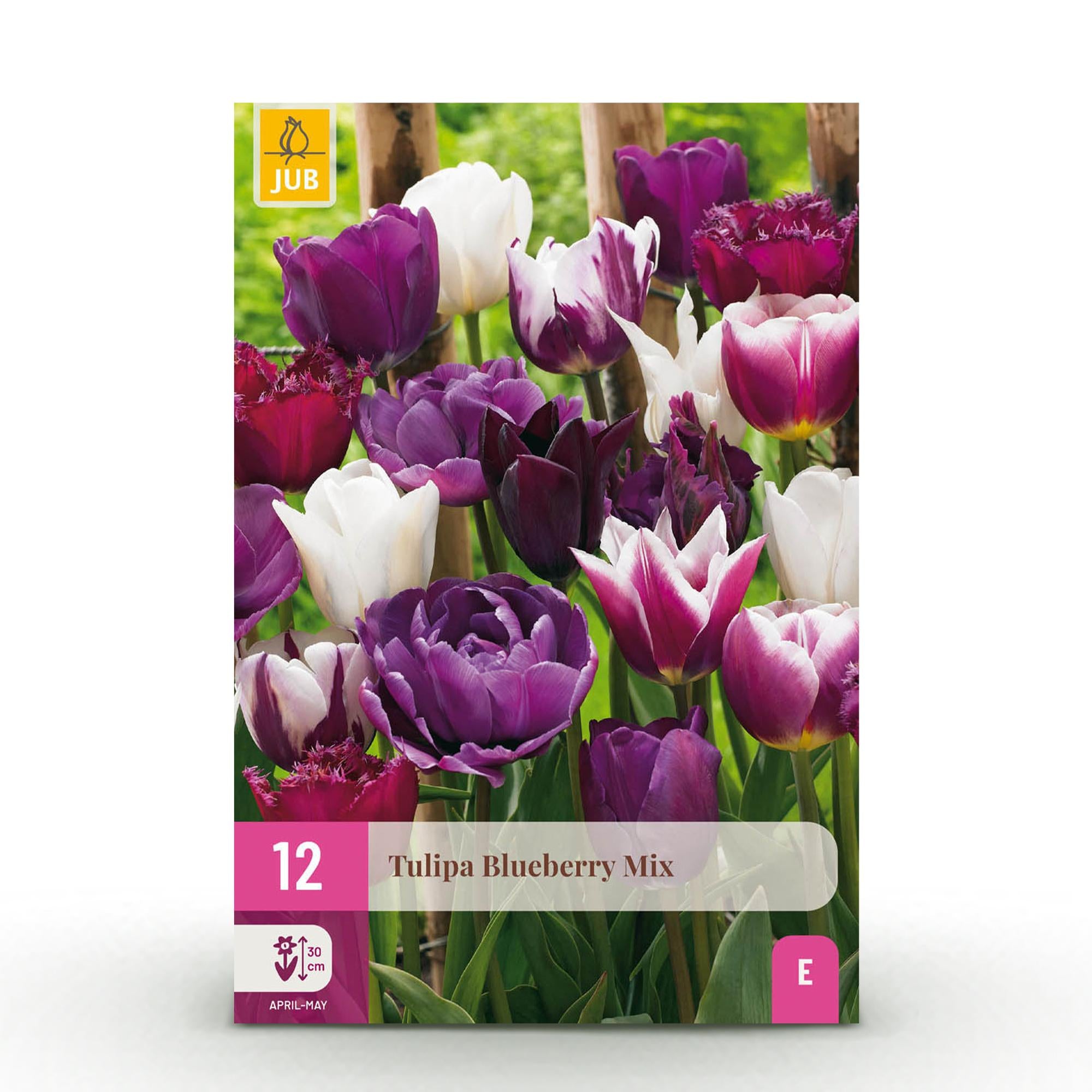 Tulpen Mix - Tulipa Blueberry Mix - Verschiedene Farben - 12 Stück - Zwiebelgröße 11/12 - XXL Pack
