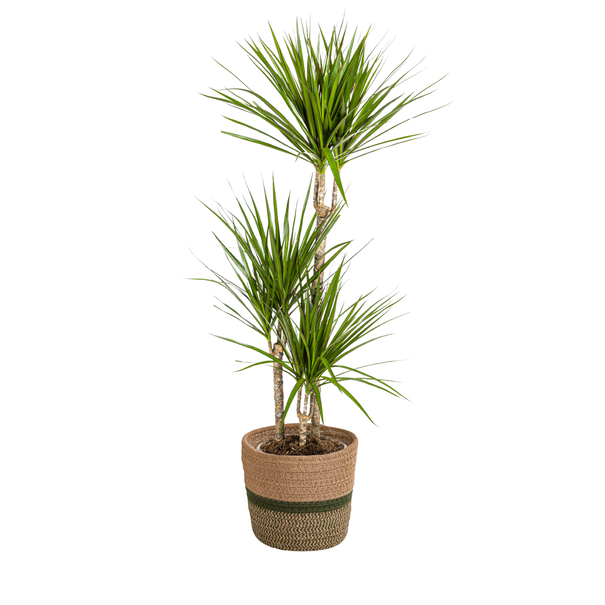 Drachenbaum - Dracaena Marginata Green mit Korb Ø21cm - ↕110 - 130cm