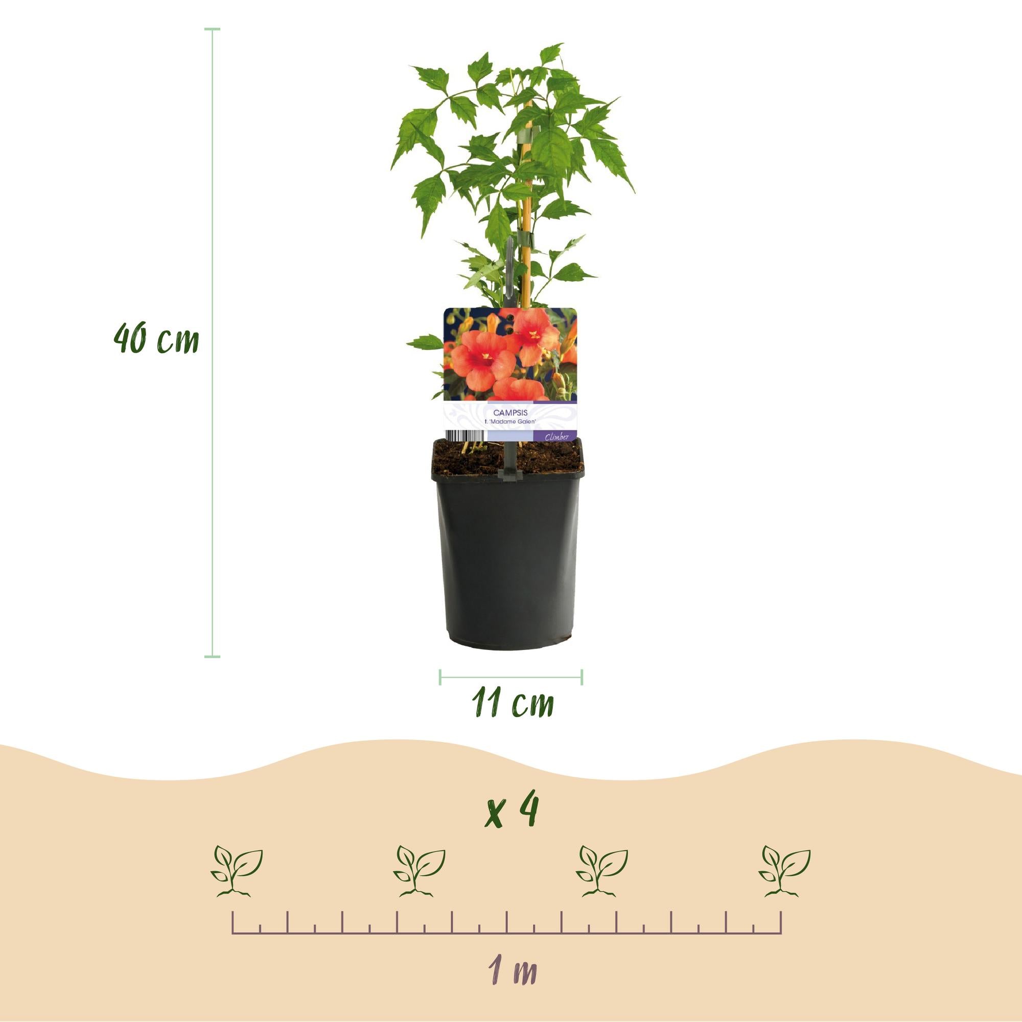 Kletterplanzen Mix Rainbow - Clematis montana Rubens, Hedera helix, lonicera Goldflame, Campsis madame Galen - Ganzjährig Farbe - 4 Pflanzen - Topf 11cm Höhe 40cm