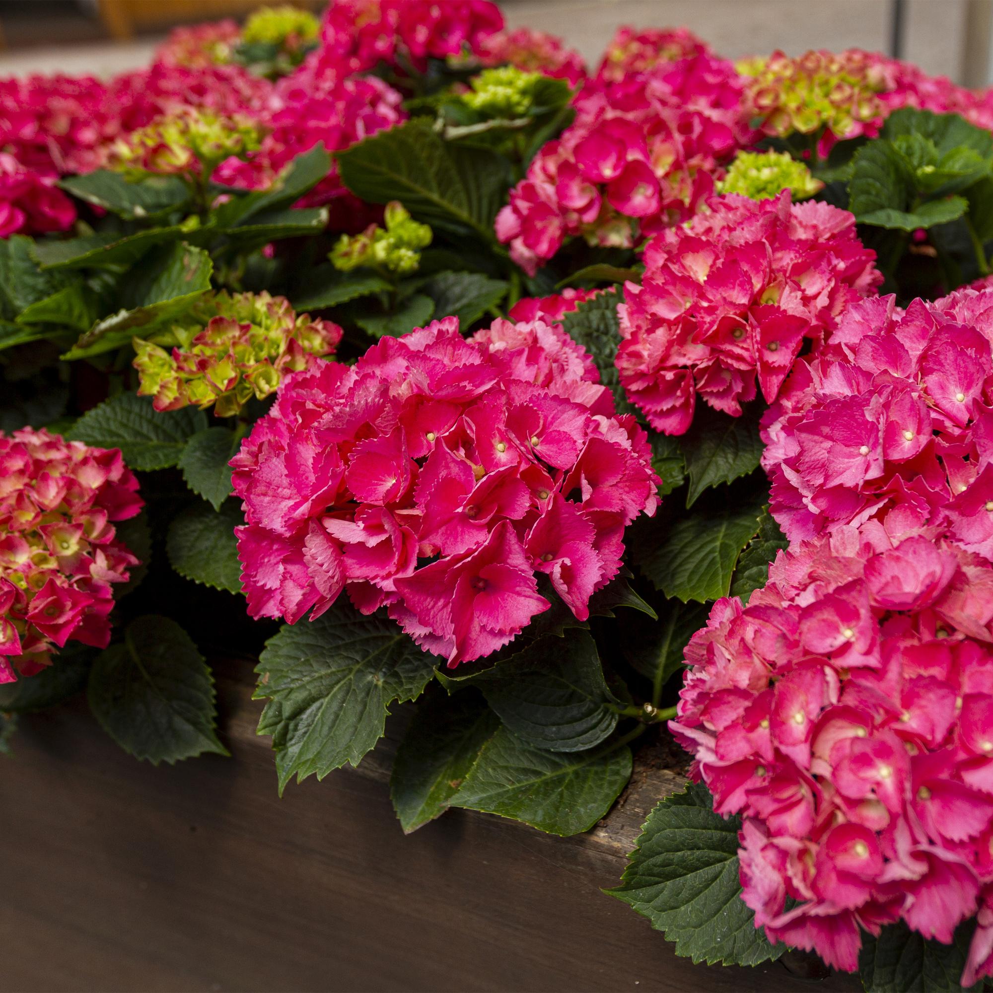 Gartenhortensie - Hortensie - Hydrangea macrophylla Rot - Blume Rot - 3 Pflanzen - 1 m2 - Laubabwerfend - Wenig Pflege - Topf 17cm Höhe 30cm