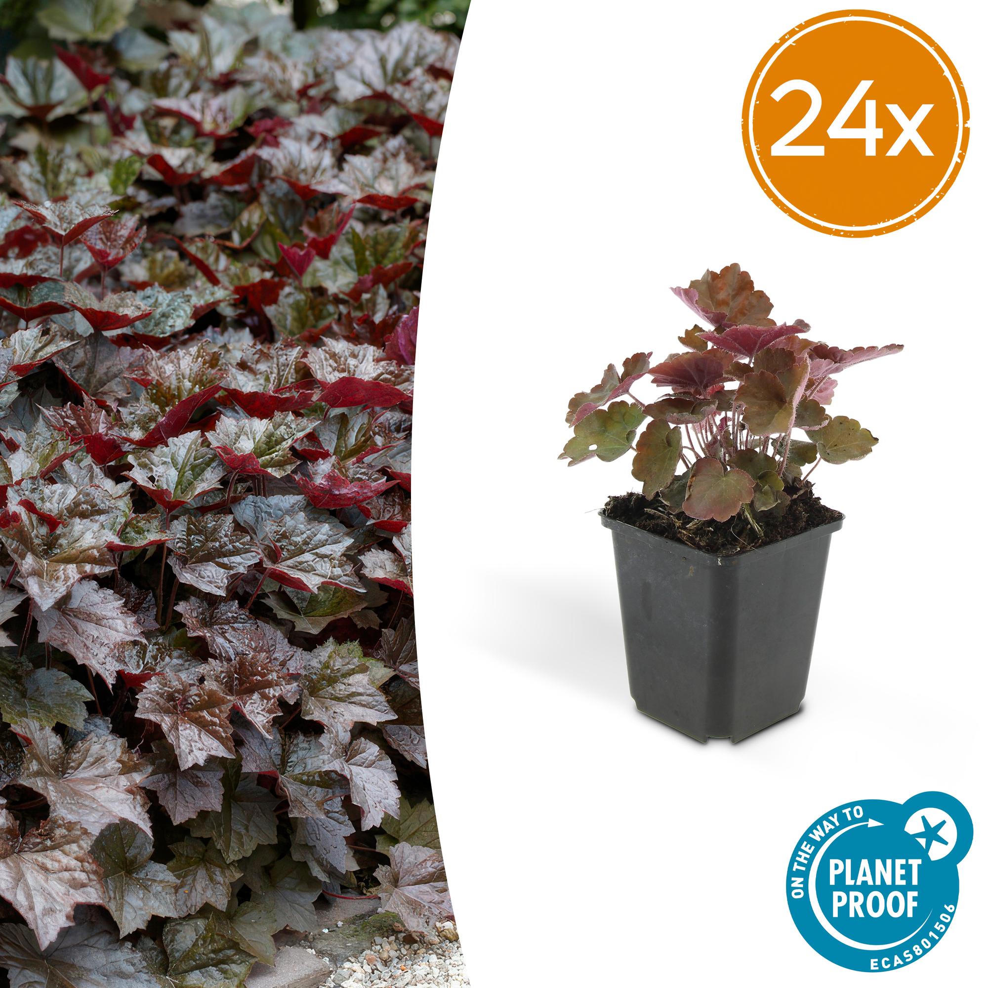 Purpurglöckchen - Heuchera mic. 'Palace Purple' - ↕10-25cm - Ø9cm 24 Stück