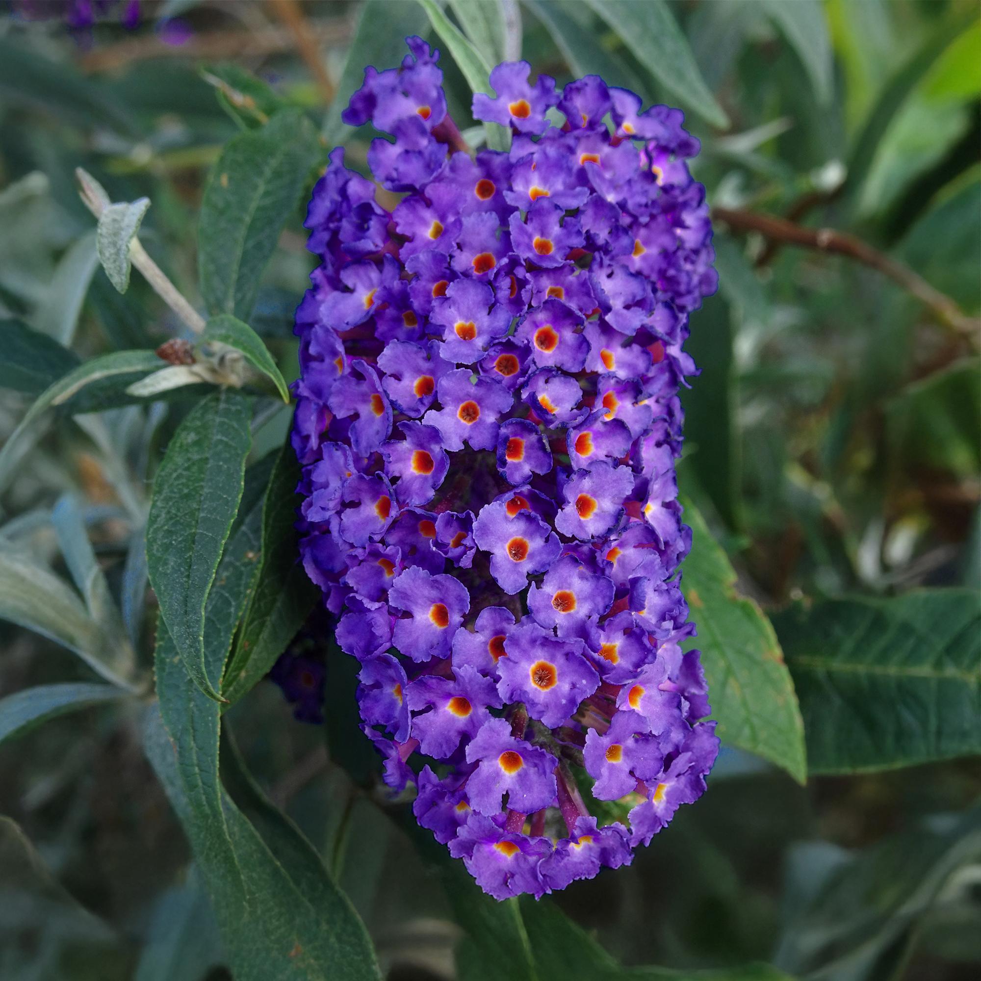 Schmetterlingsstrauch - Buddleja davidii Empire Blue - Blüte Blau - 1 Pflanze - Laubabwerfend - Schmetterlingsanziehend - Topf 17cm Höhe 25cm