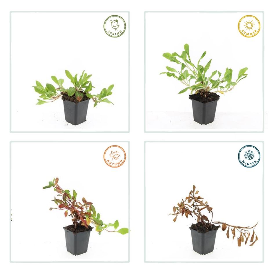 Schneckenknöterich - Persicaria aff. 'Darjeeling Red' - ↕10-25cm - Ø9cm 48 Stück