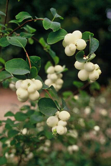 Niedrige Purpurbeere - Symphoricarpos ch. 'Hancock' - ↕10-25cm - Ø9cm 60 Stück